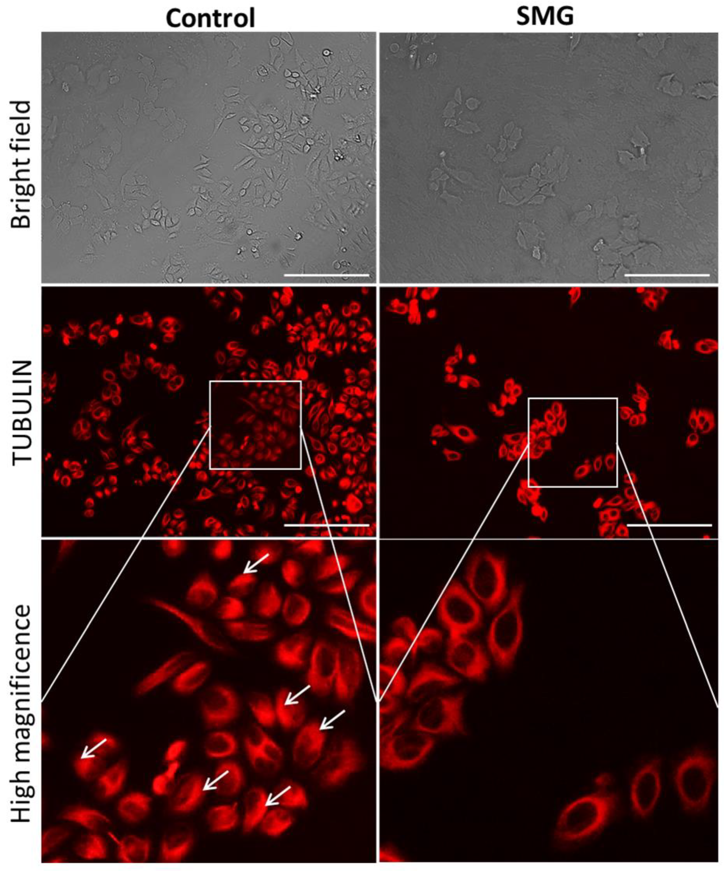Ijms 22 04550 g005