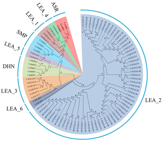 Genome-Wide Analysis of the Late Embryogenesis Abundant (LEA) and