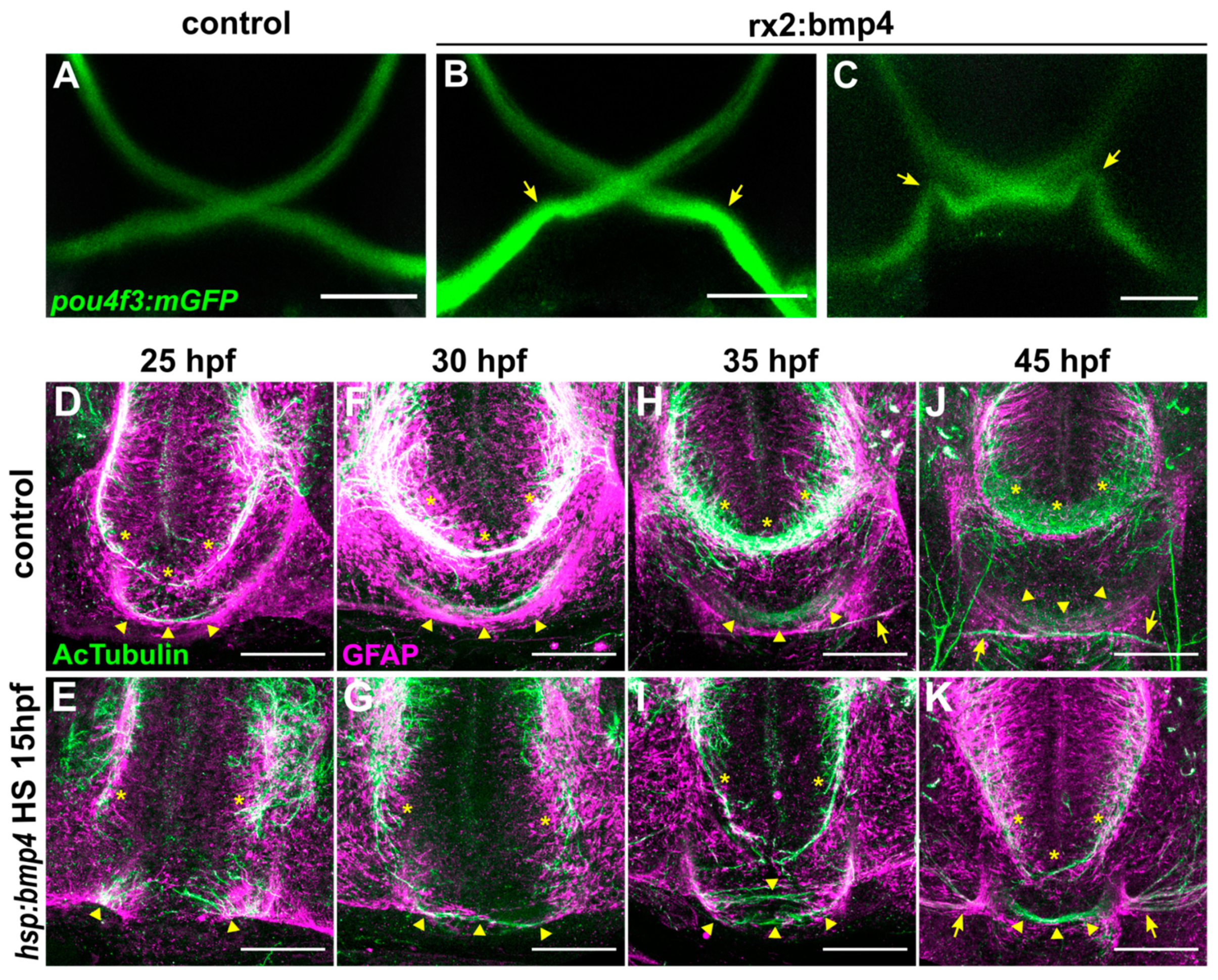 Ijms 22 04560 g002 Ijms 22 04560 g002