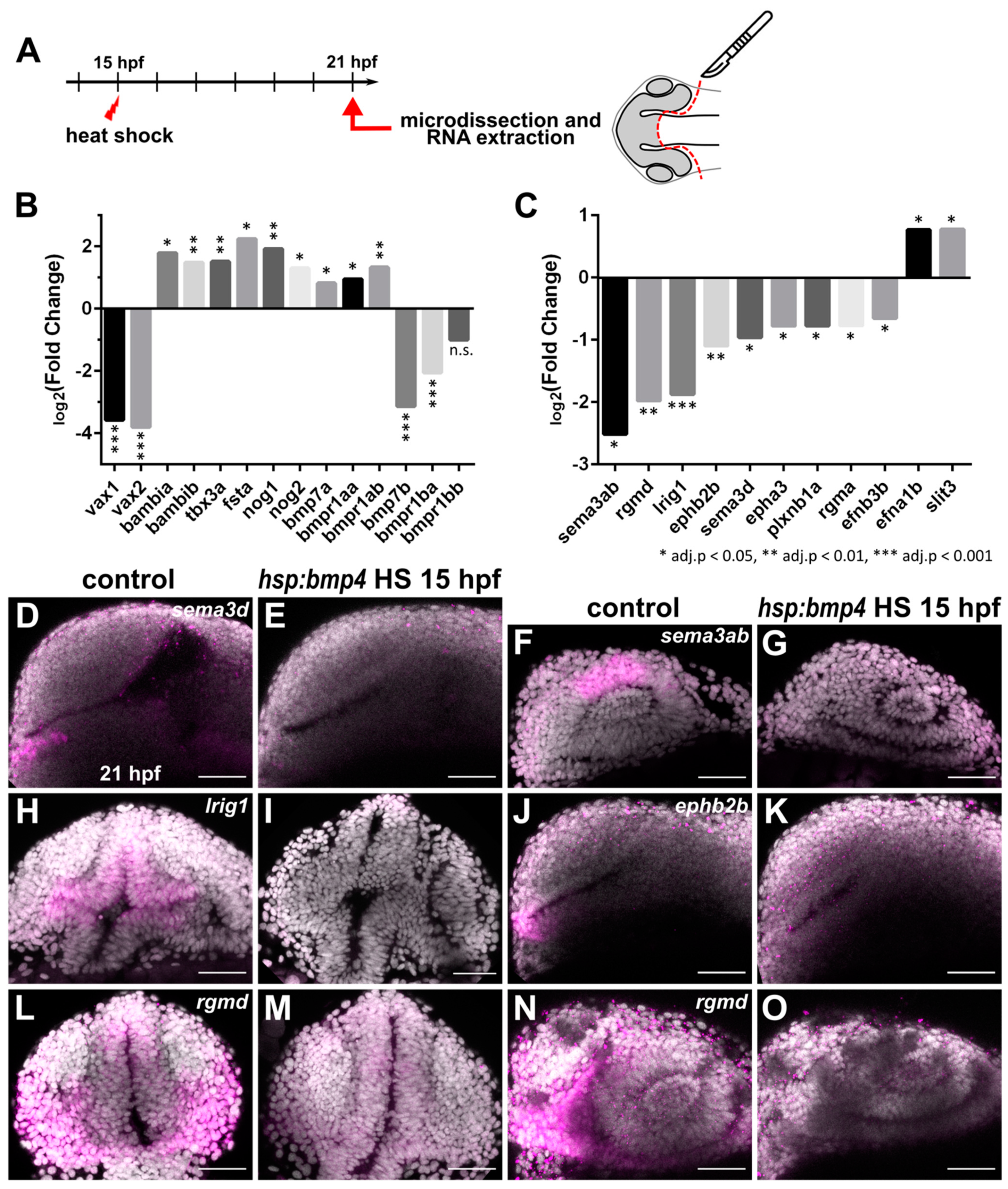 Ijms 22 04560 g003 Ijms 22 04560 g003