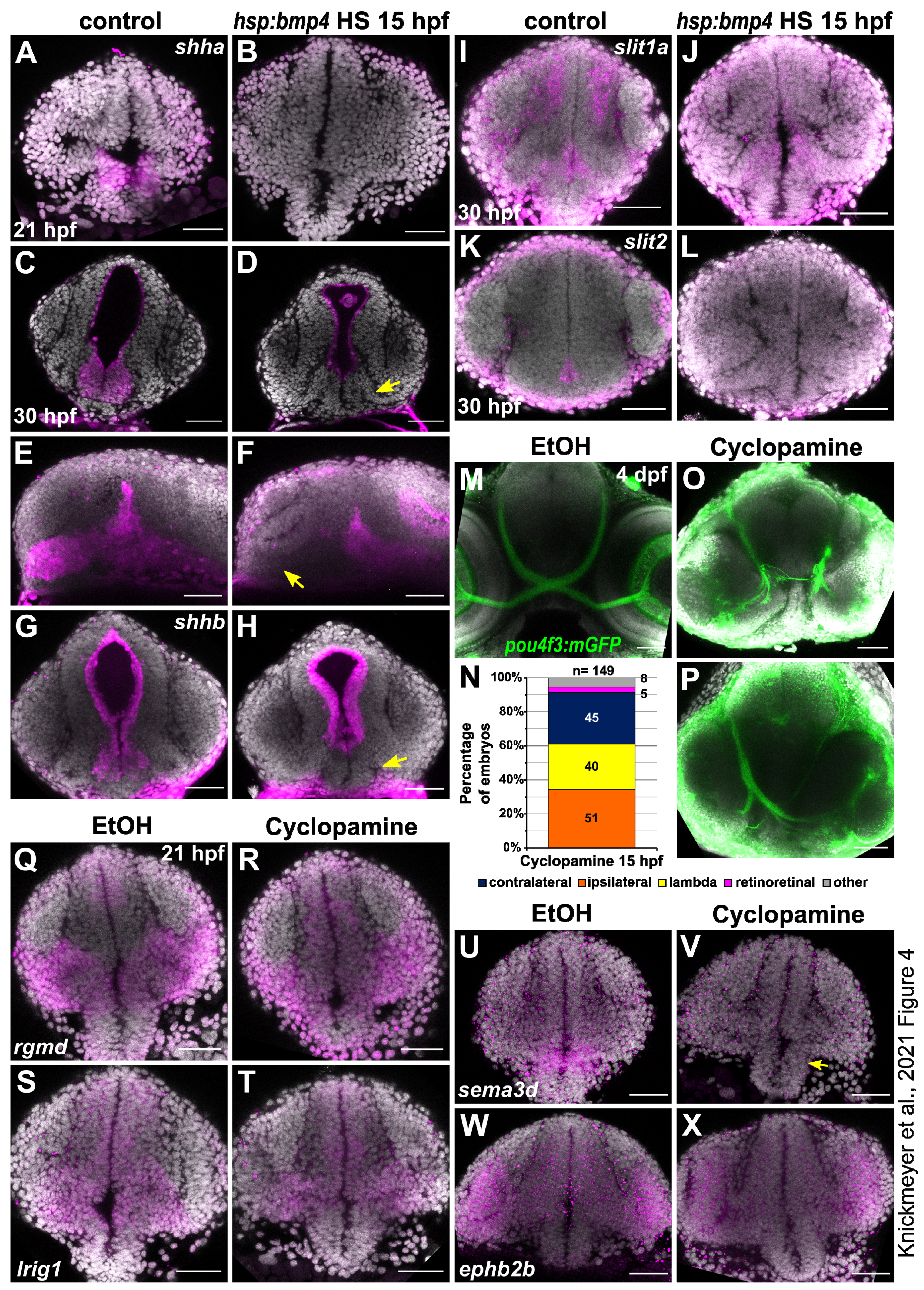 Ijms 22 04560 g004 Ijms 22 04560 g004