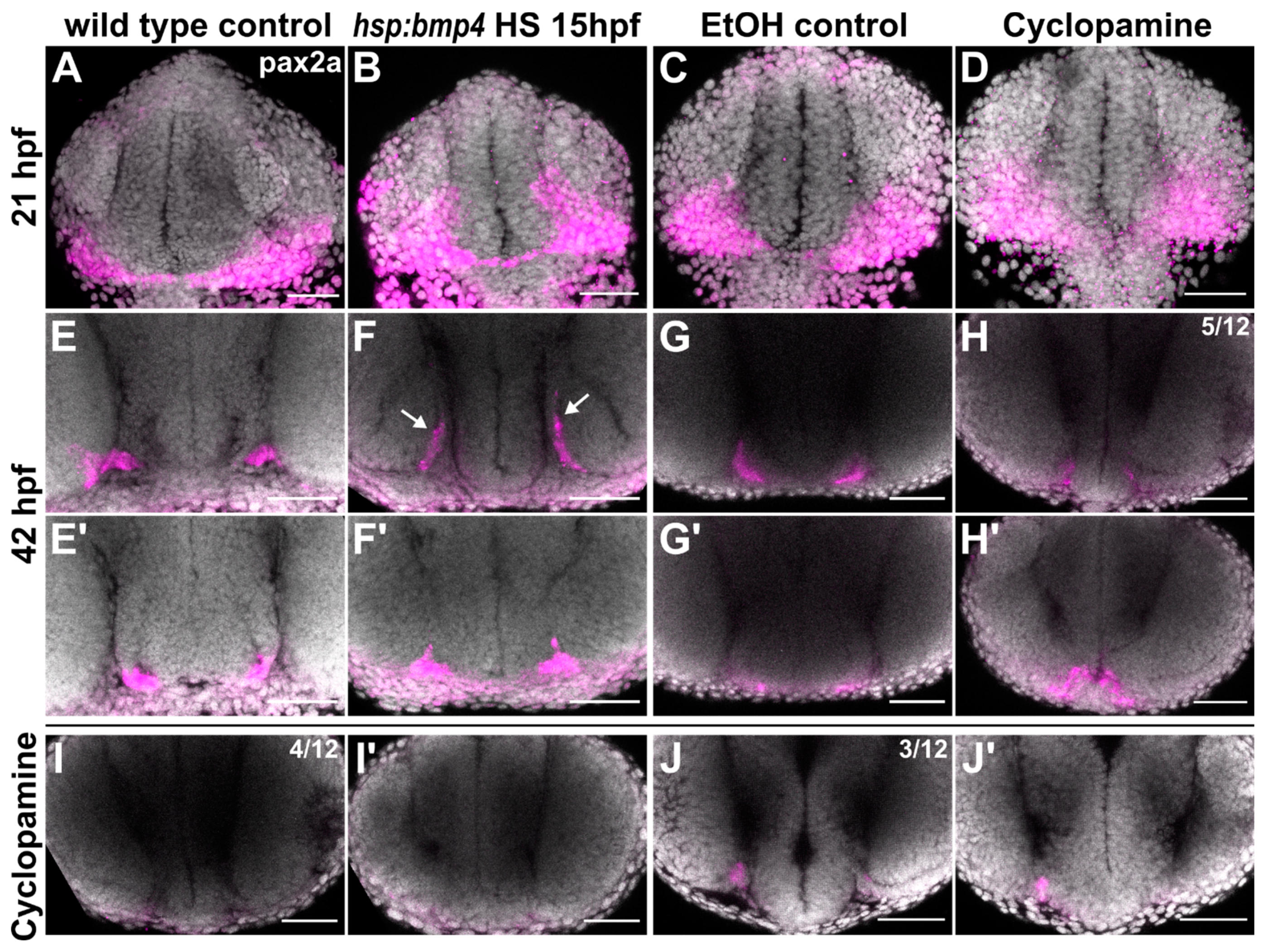 Ijms 22 04560 g005 Ijms 22 04560 g005