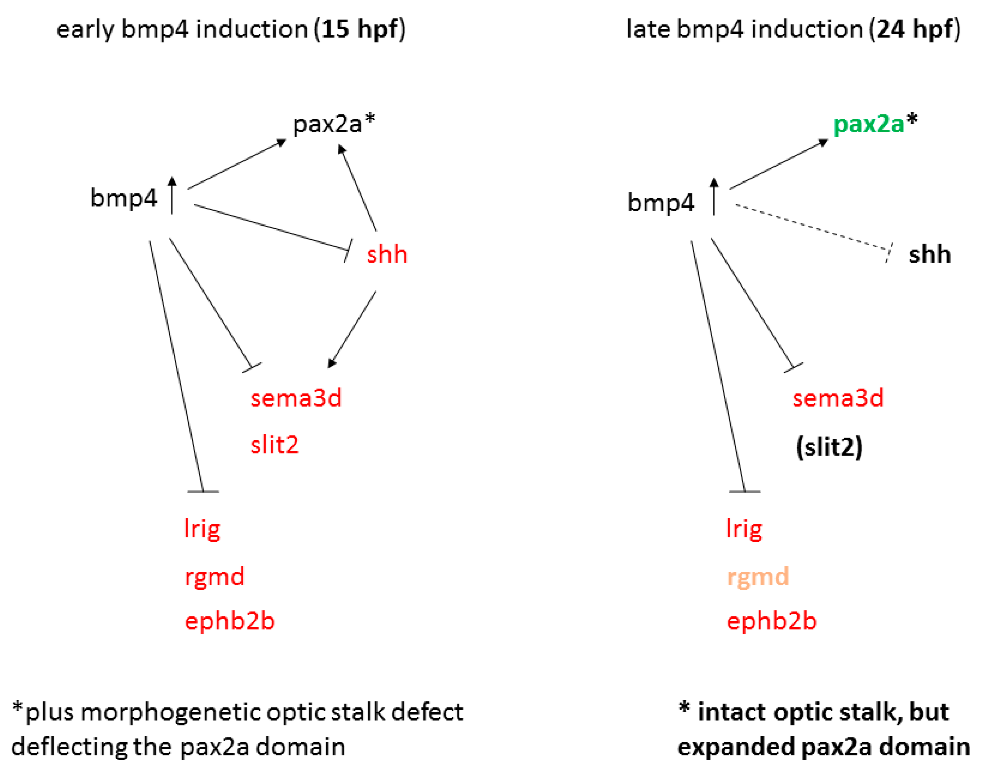 Ijms 22 04560 g007 Ijms 22 04560 g007