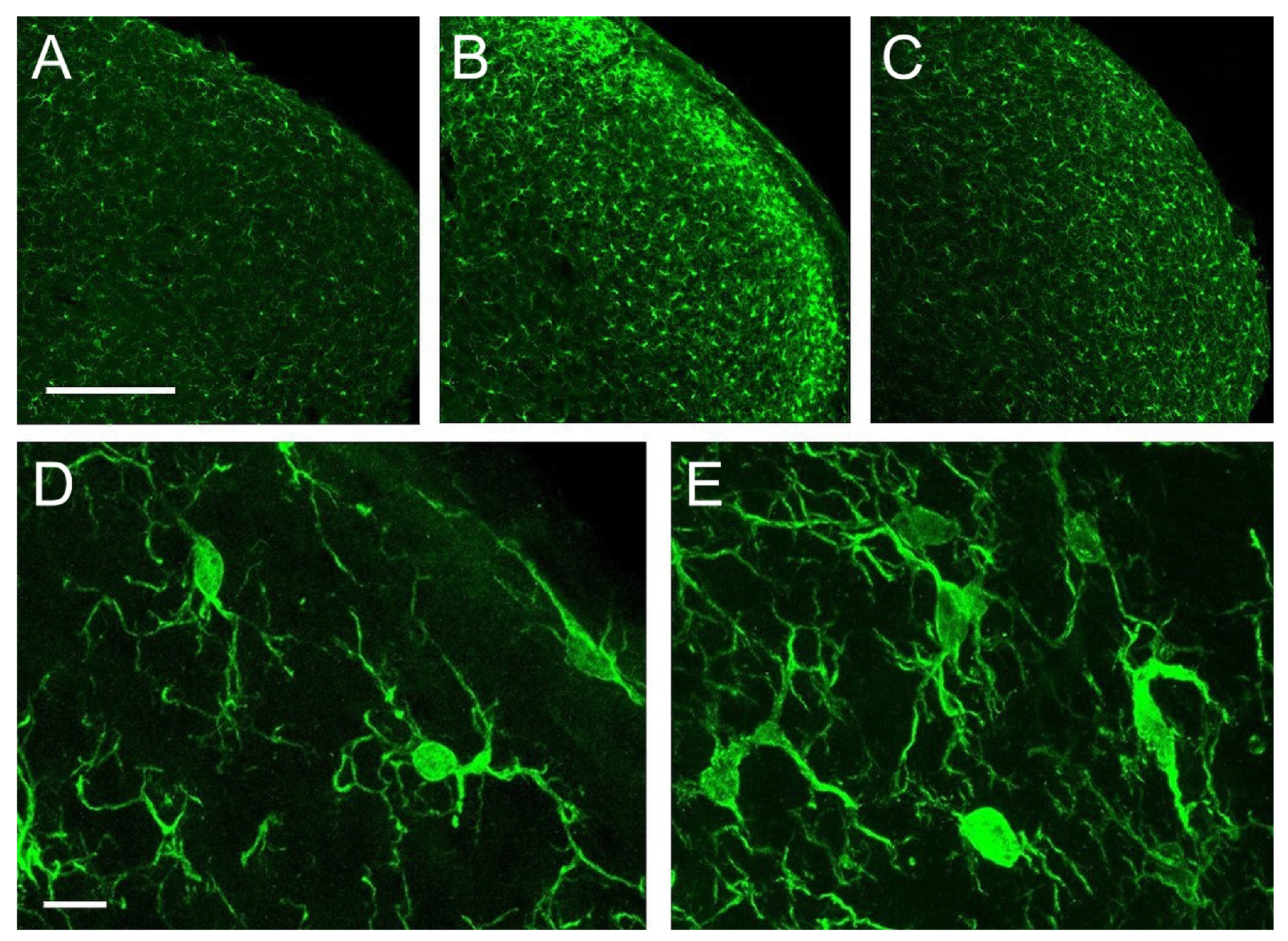 Ijms 22 04564 g005 Ijms 22 04564 g005