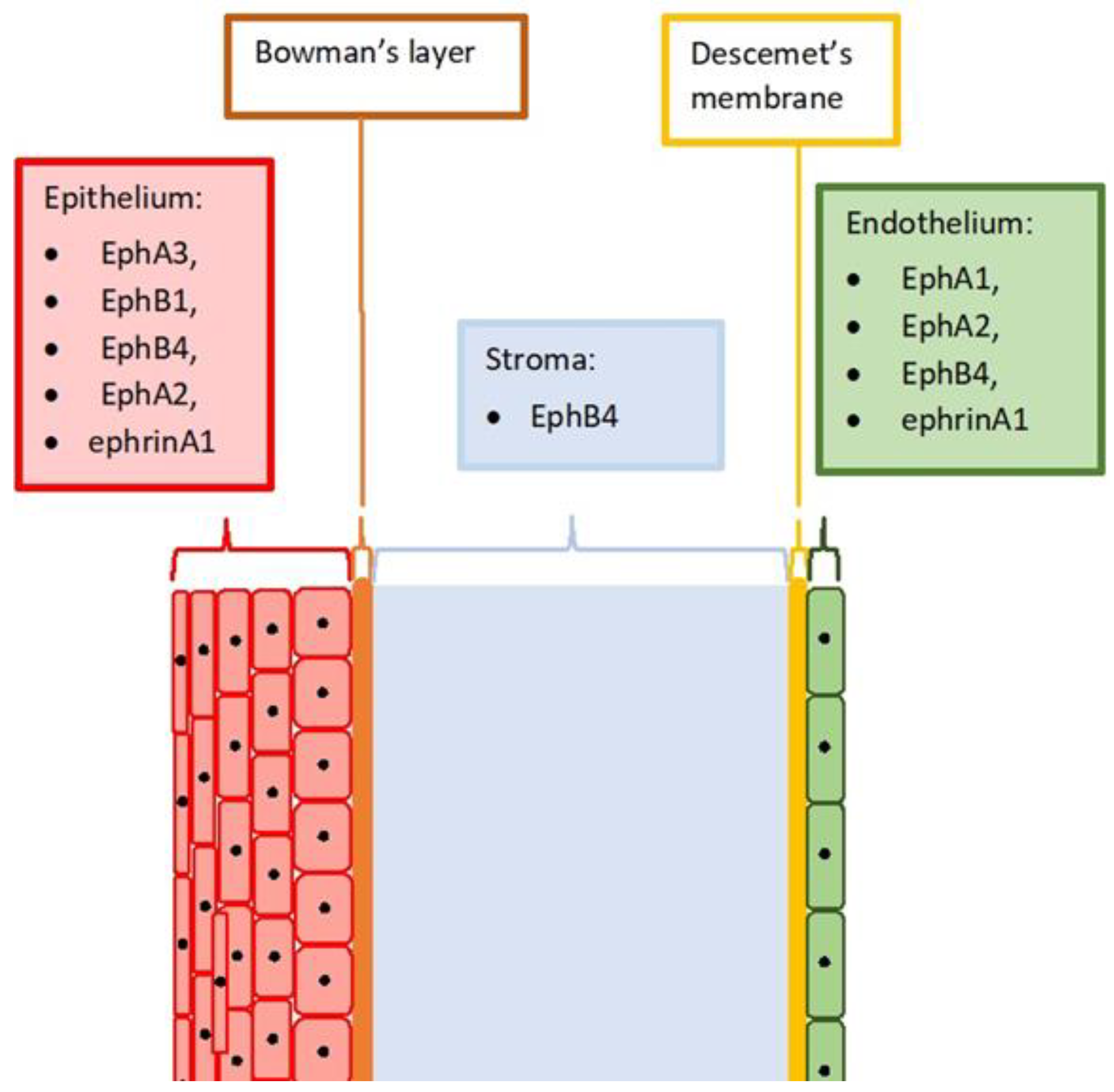 Ijms 22 04567 g001 Ijms 22 04567 g001