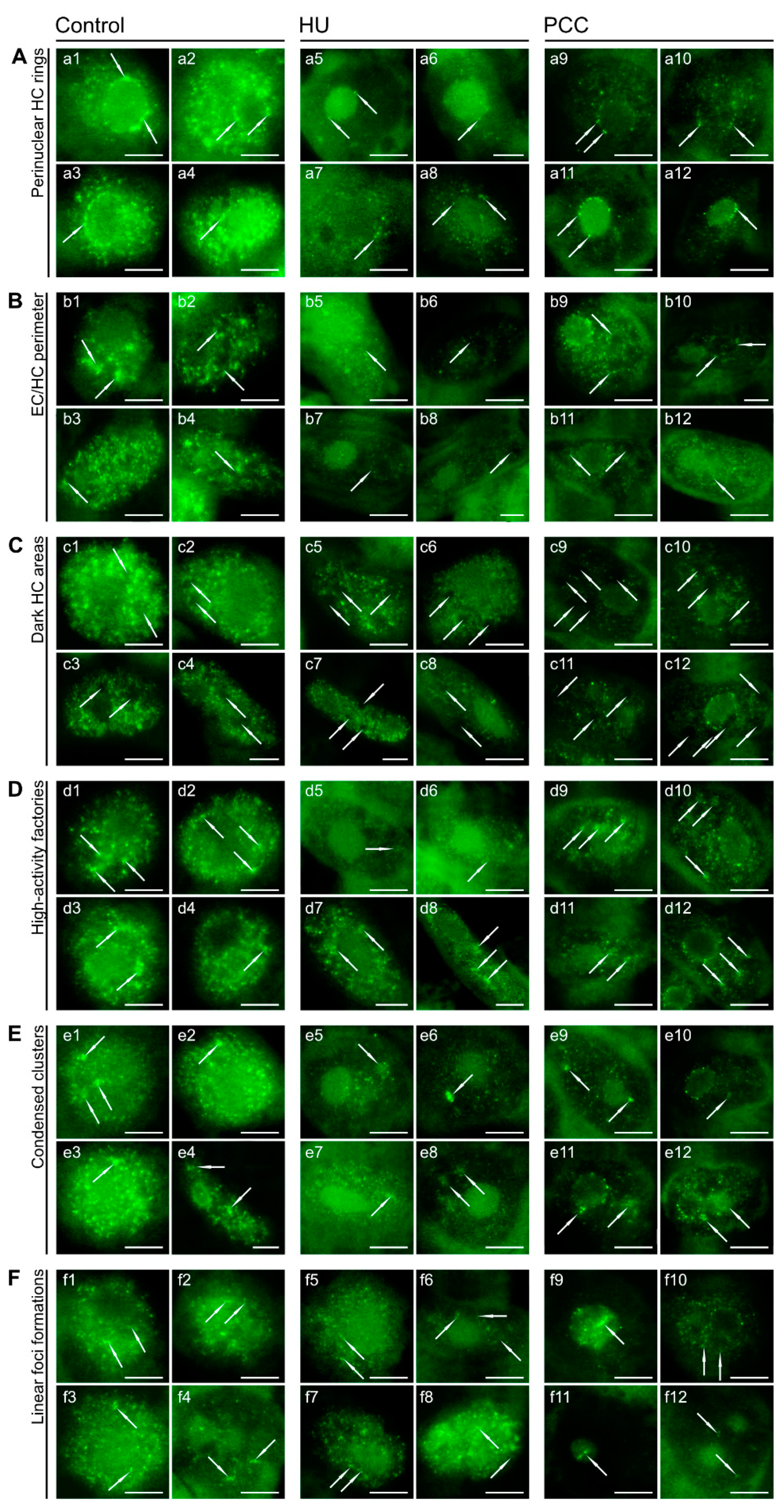 Ijms 22 04572 g006 Ijms 22 04572 g006