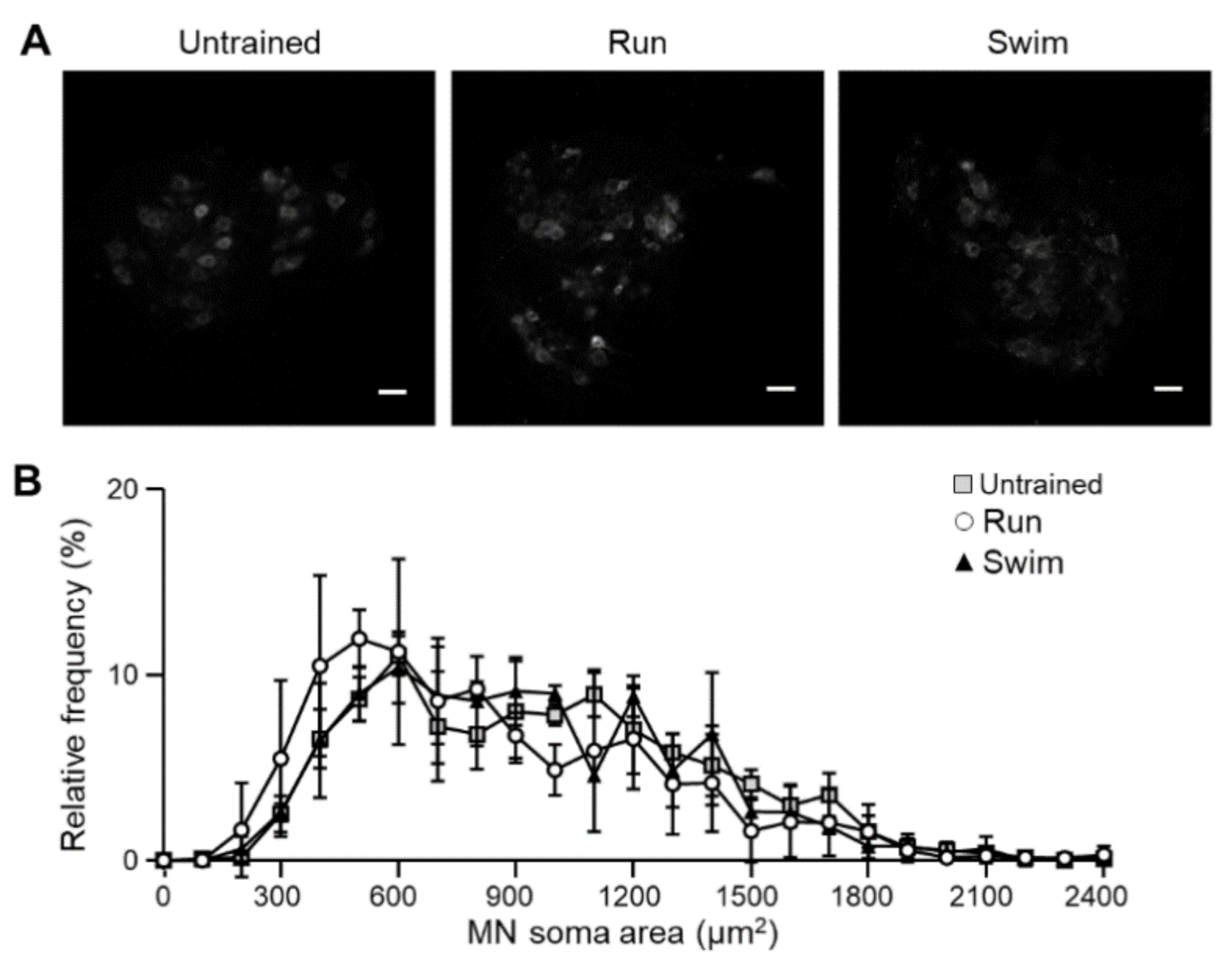 Ijms Free Full Text Running And Swimming Differently Adapt The nf Trkb Pathway To A Slow Molecular Pattern At The Nmj Html