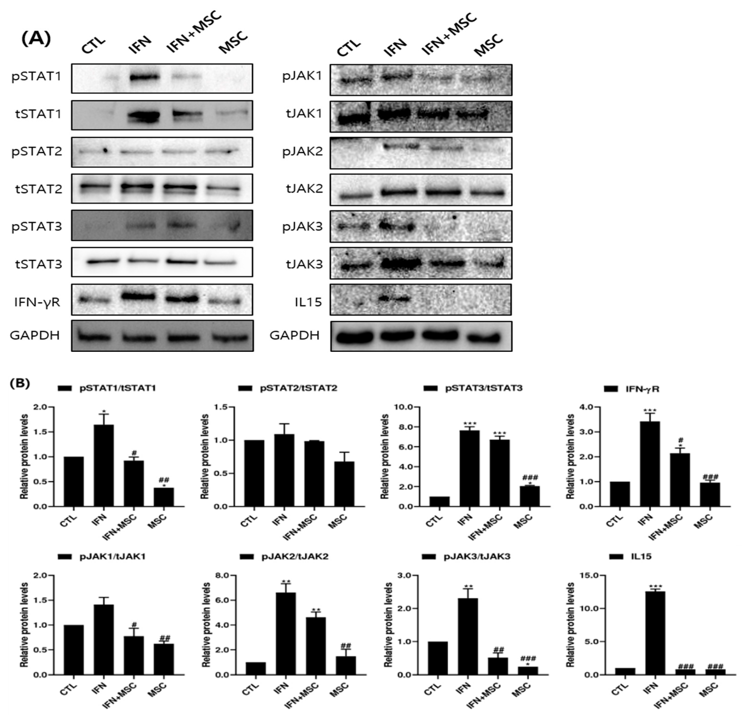 Ijms 22 04581 g007 Ijms 22 04581 g007