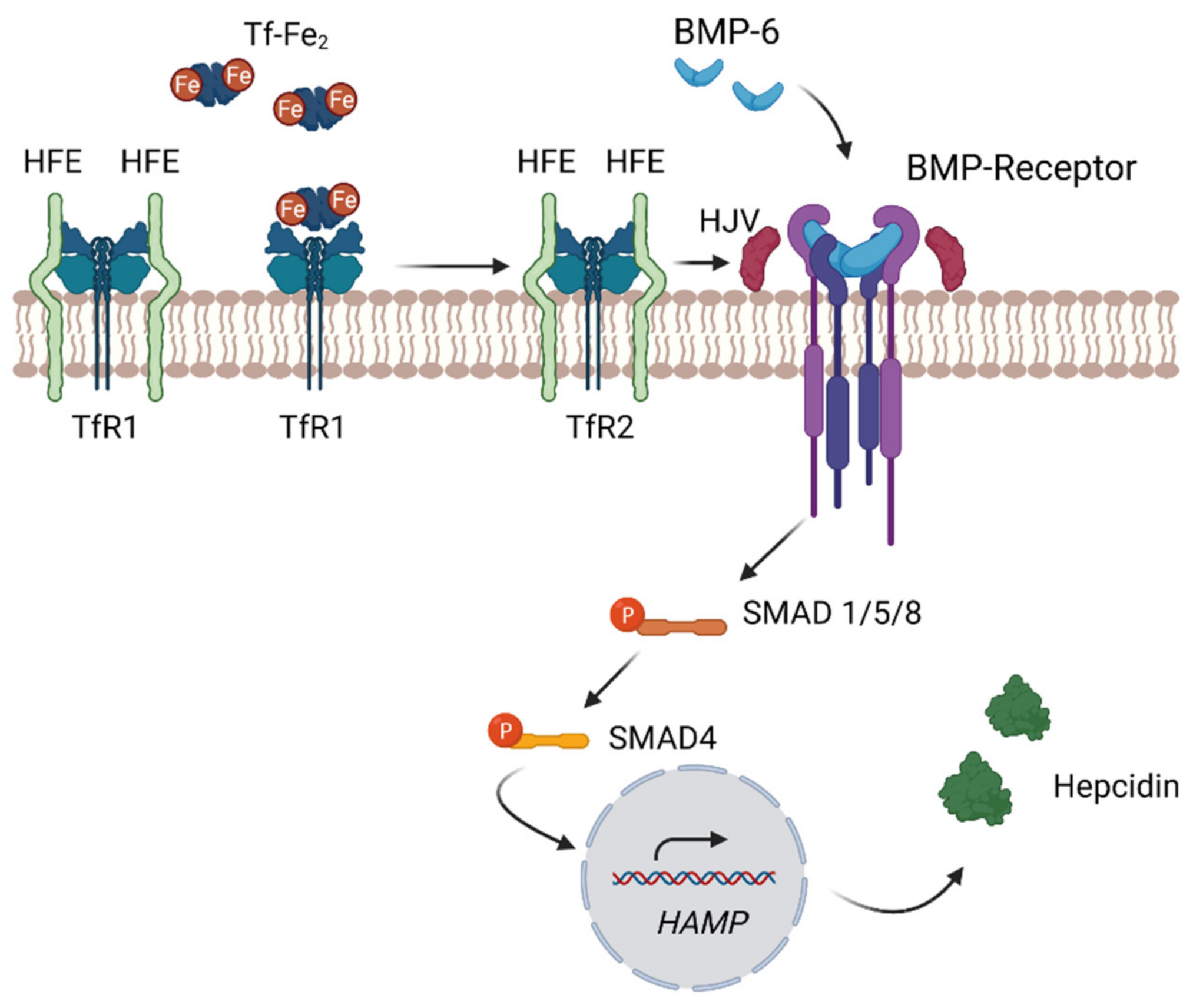 Ijms 22 04591 g003 Ijms 22 04591 g003