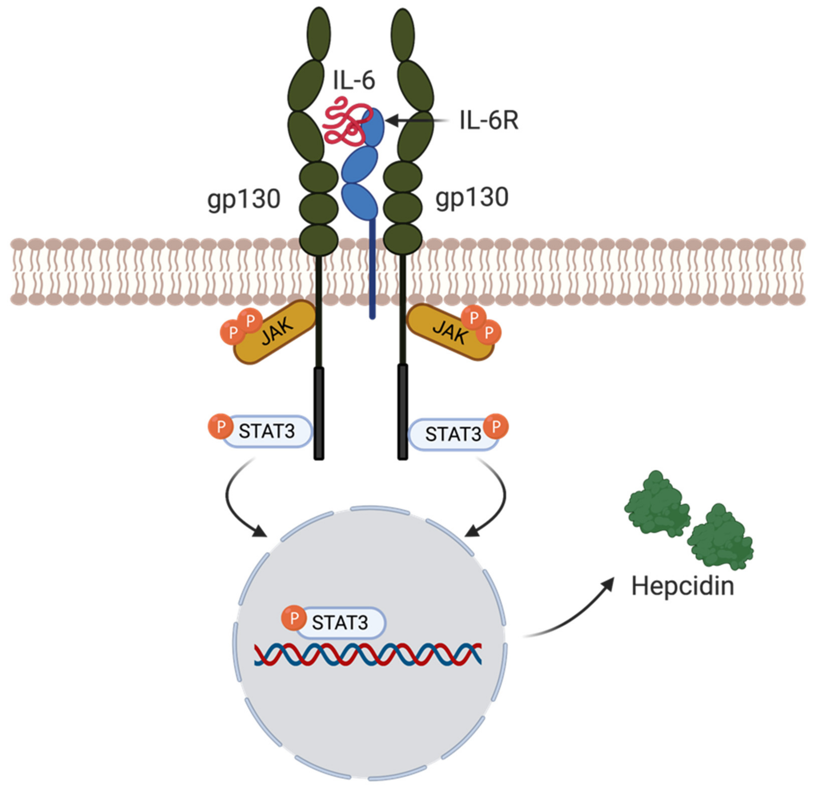 Ijms 22 04591 g004 Ijms 22 04591 g004