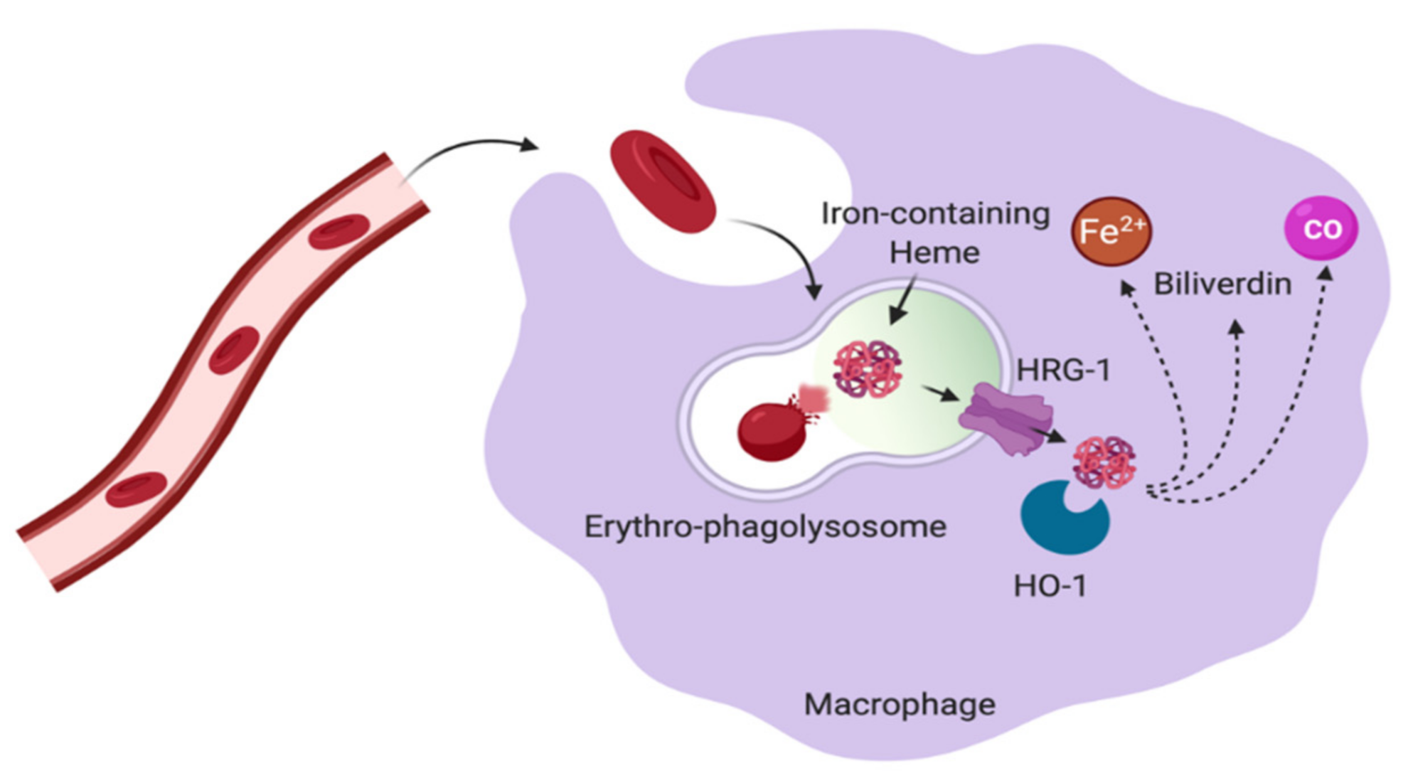 Ijms 22 04591 g005 Ijms 22 04591 g005