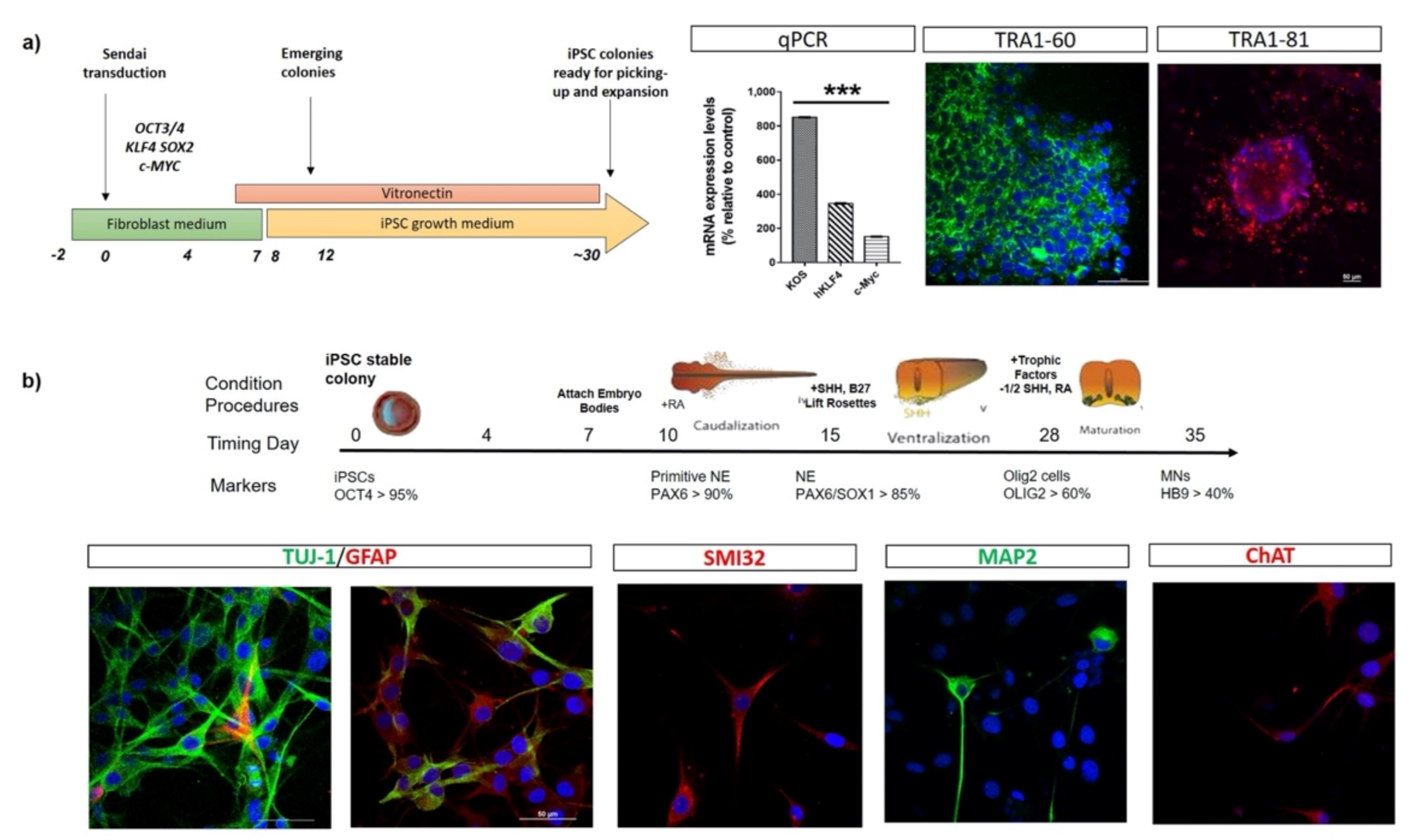 Ijms 22 04596 g001 Ijms 22 04596 g001