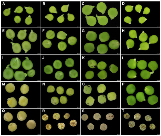 Ijms Free Full Text Anatomy And Histochemistry Of Seed Coat Development Of Wild Pisum Sativum Subsp Elatius M Bieb Asch Et Graebn And Domesticated Pea Pisum Sativum Subsp Sativum L Html