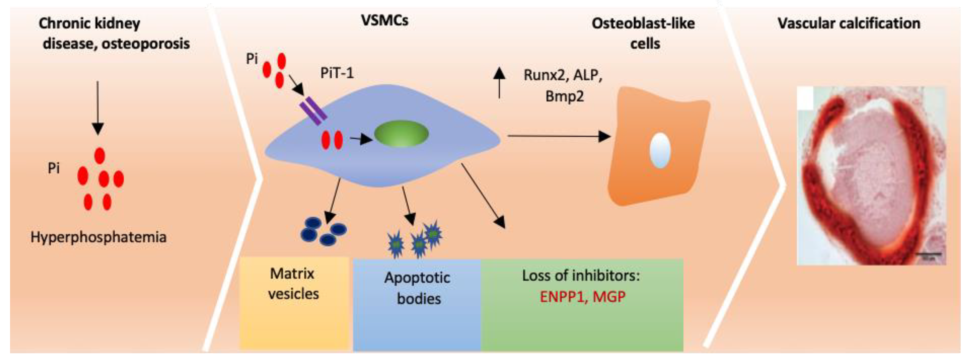 Ijms 22 04620 g002 Ijms 22 04620 g002