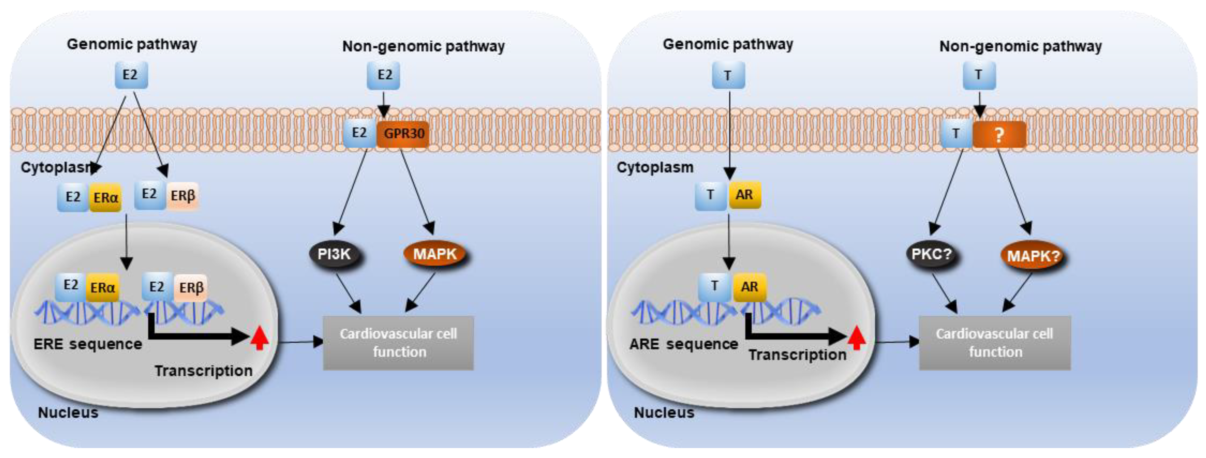 Ijms 22 04620 g003 Ijms 22 04620 g003