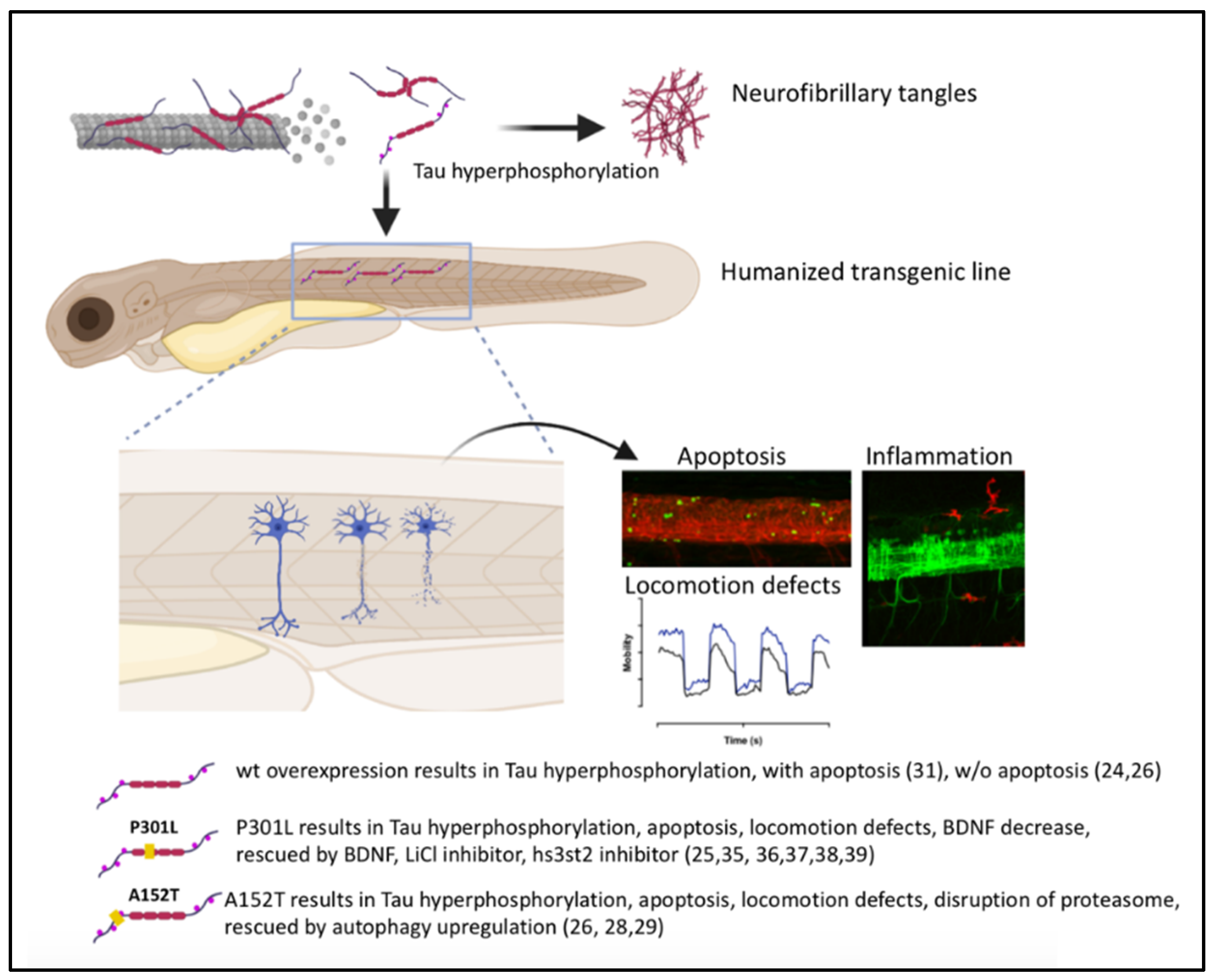 Ijms 22 04626 g004 Ijms 22 04626 g004