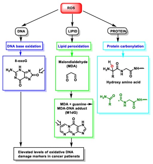 Ijms Free Full Text The Chemistry Of Reactive Oxygen Species Ros Revisited Outlining Their Role In Biological Macromolecules Dna Lipids And Proteins And Induced Pathologies Html