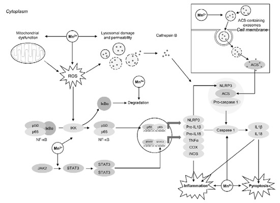 Molecular Targets of Manganese-Induced Neurotoxicity: A Five