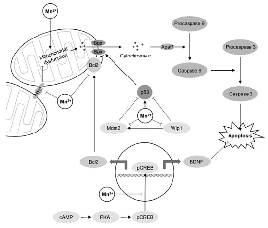 Molecular Targets of Manganese-Induced Neurotoxicity: A Five