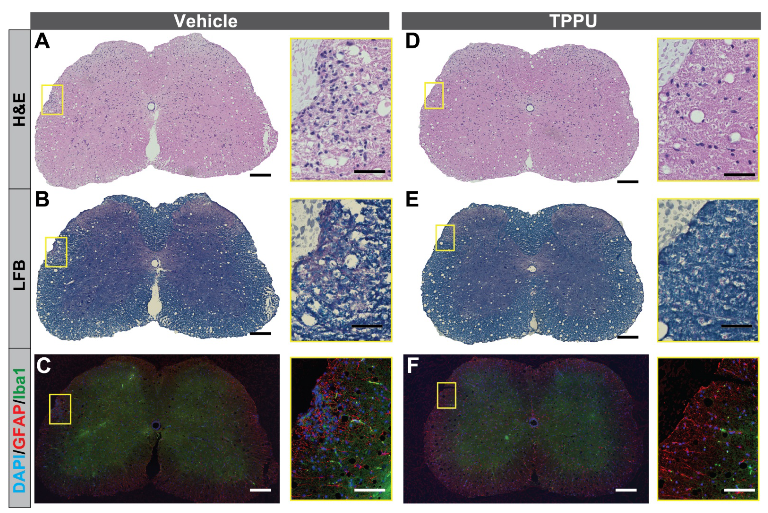 Ijms 22 04650 g002 Ijms 22 04650 g002