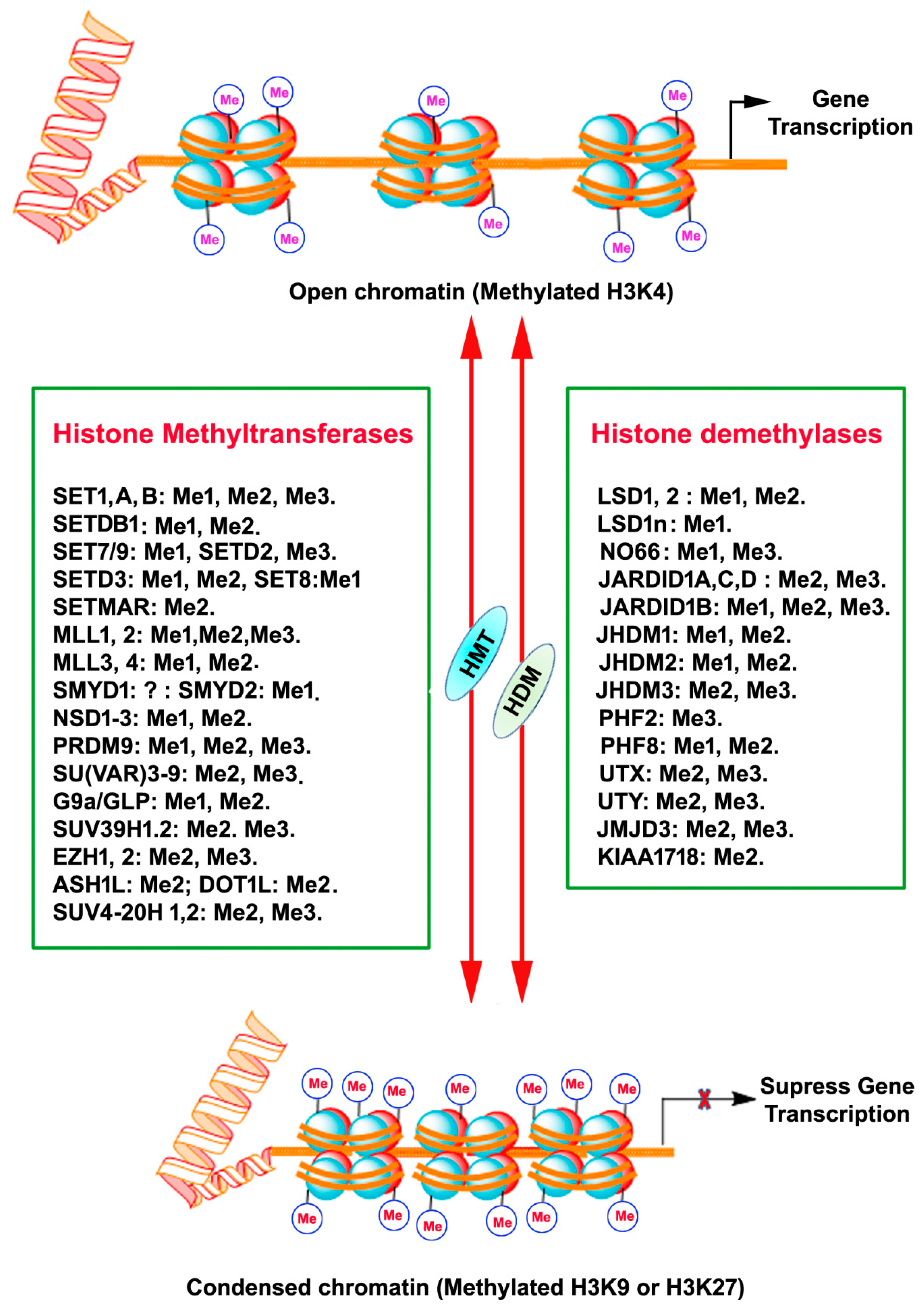 Ijms Free Full Text Histone Methylation Regulation In Neurodegenerative Disorders Html