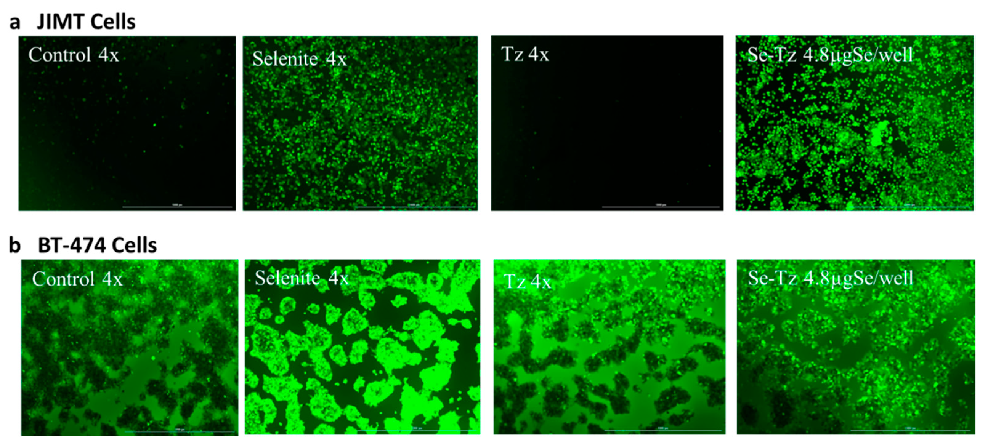 Ijms 22 04655 g006 Ijms 22 04655 g006