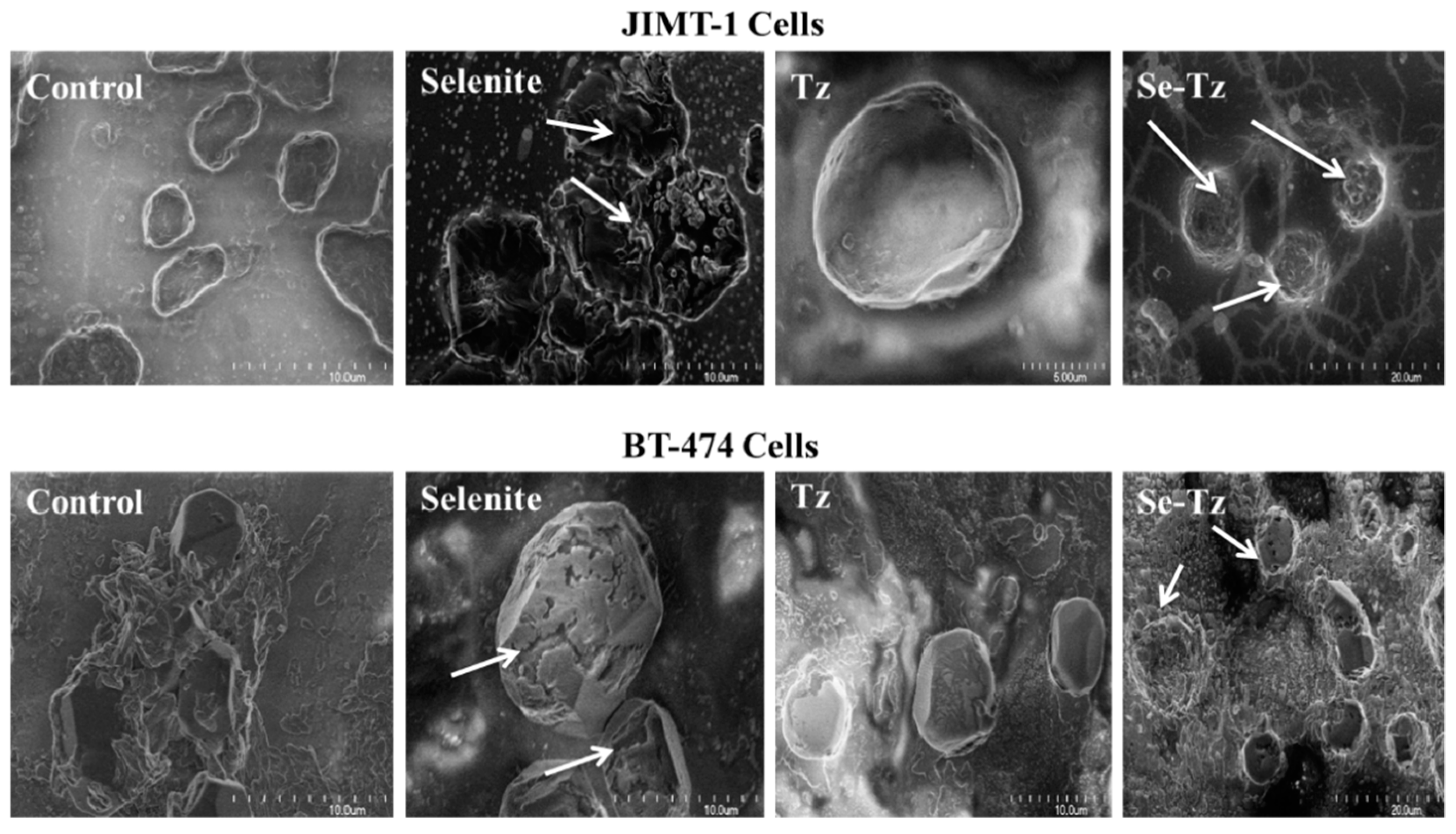 Ijms 22 04655 g010 Ijms 22 04655 g010