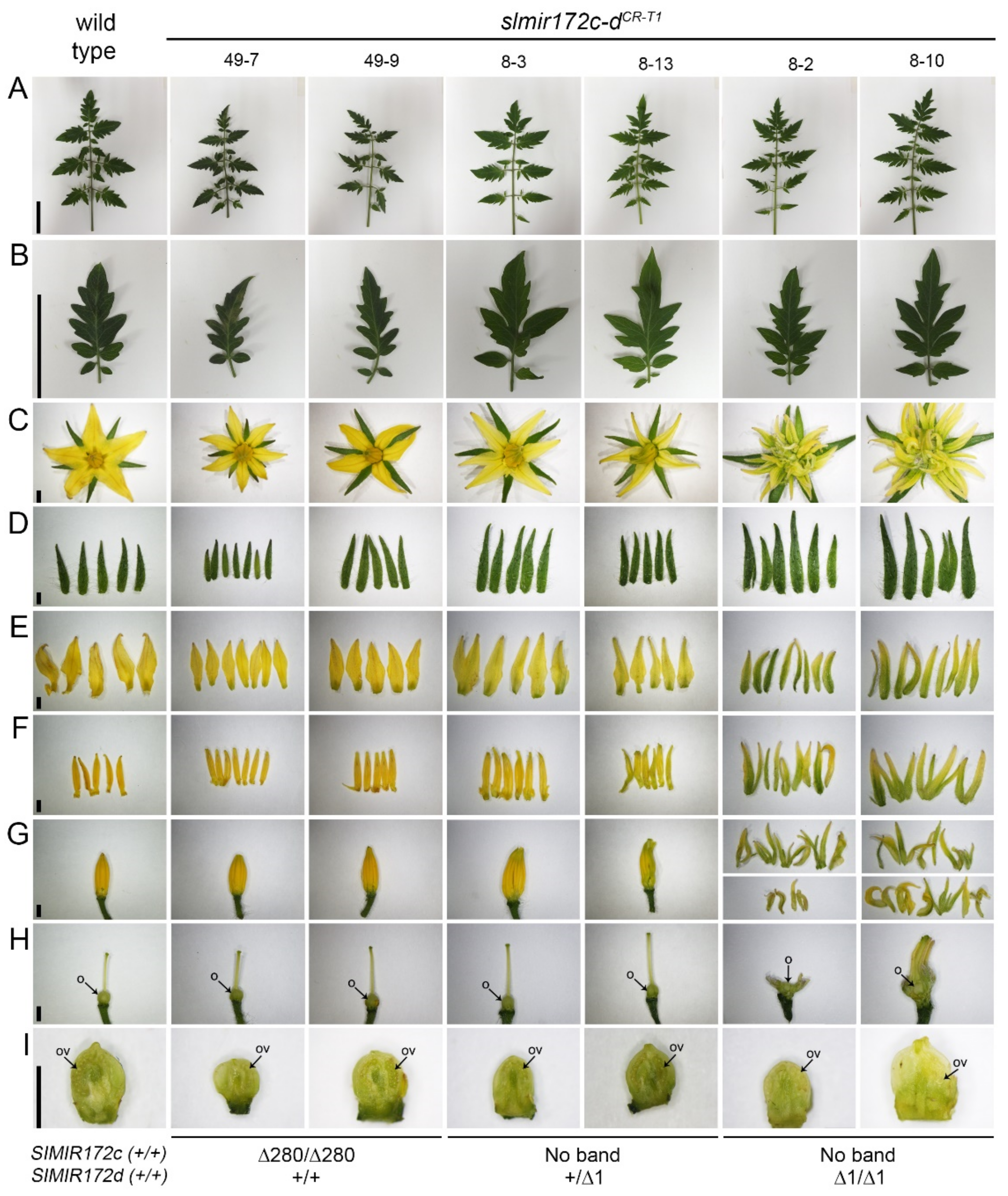 HANA ページ MIR172d Is Required for Floral Organ Identity and Number in
