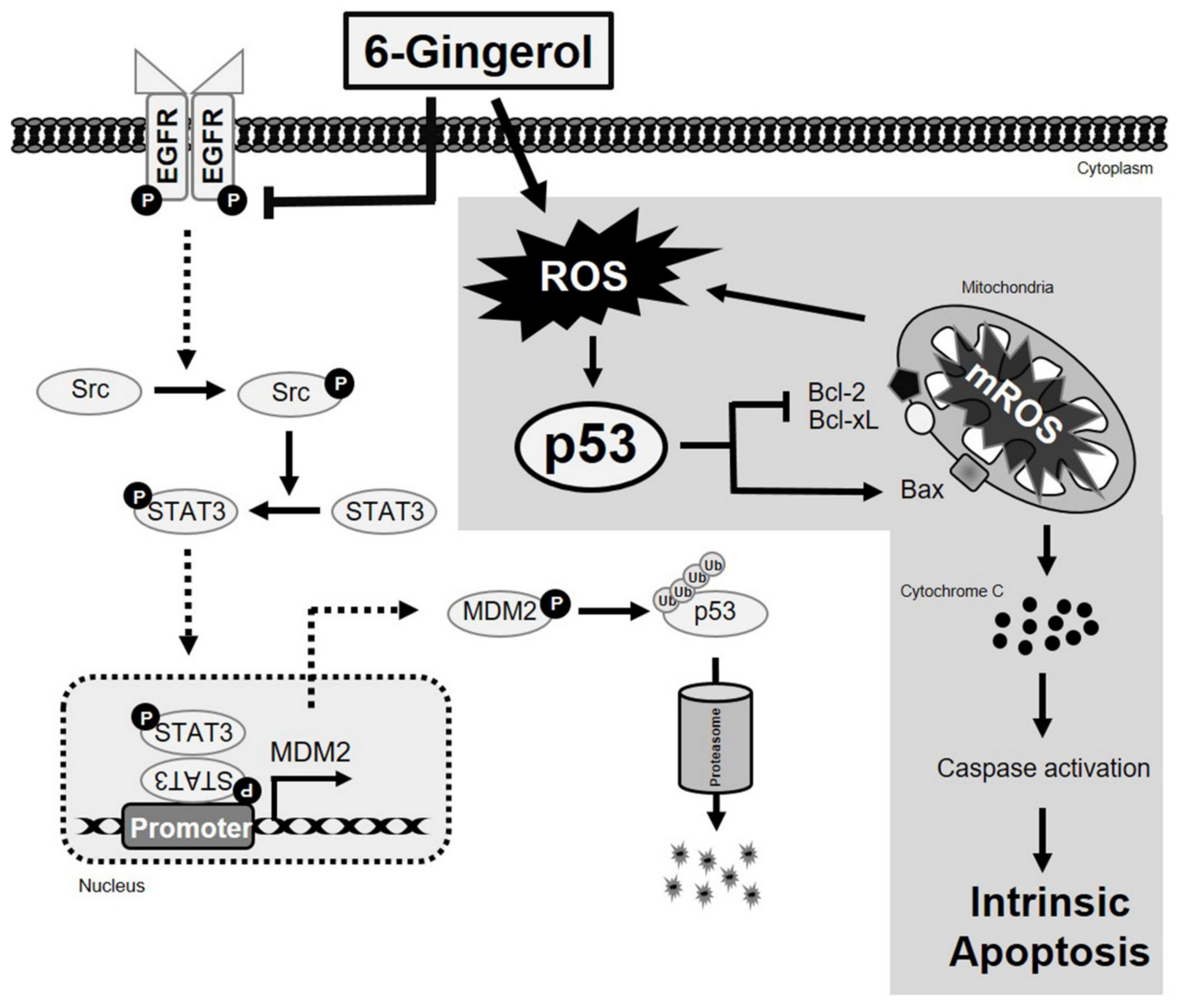 Ijms 22 04660 g009 Ijms 22 04660 g009
