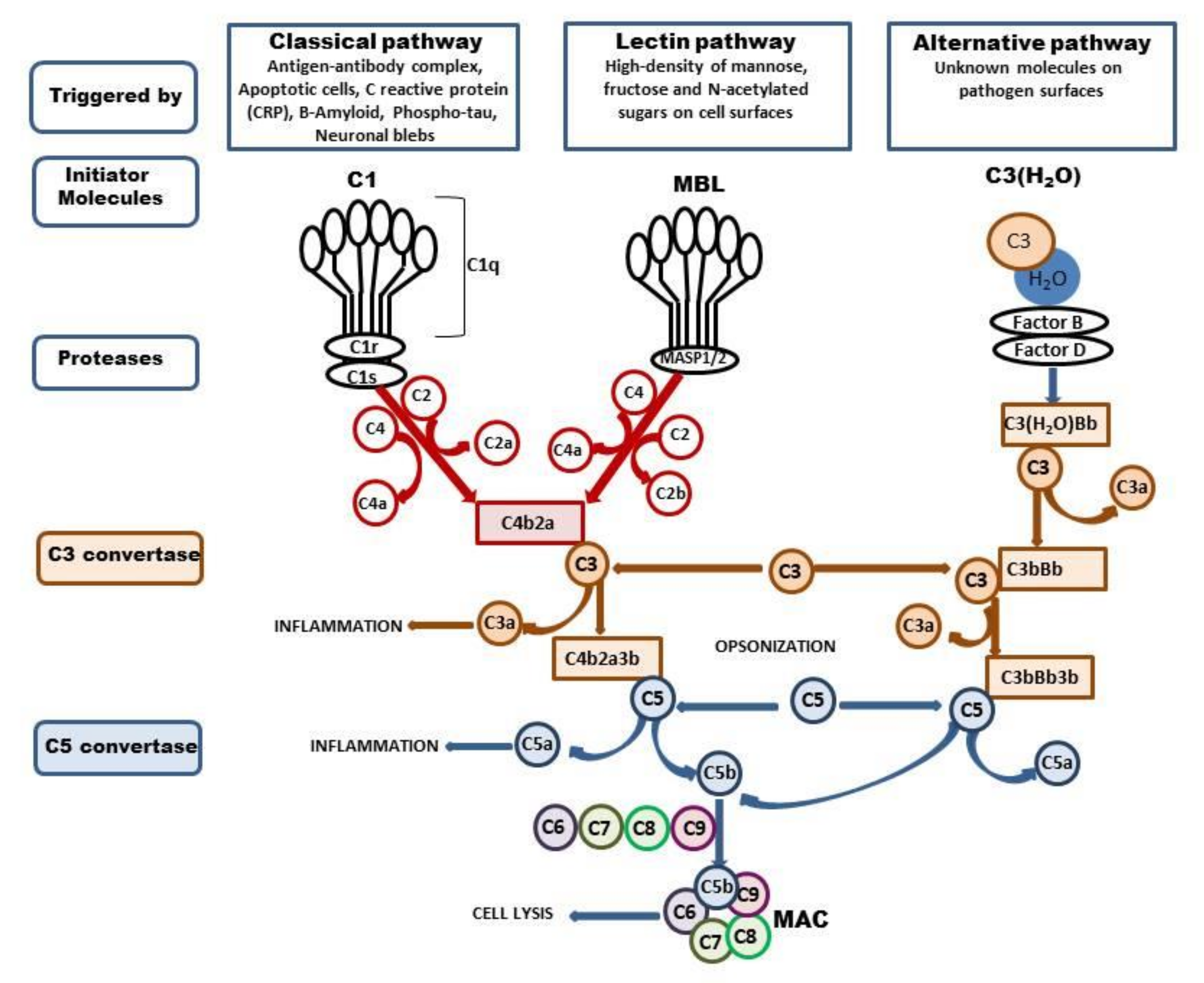 The Classical Complement Cascade Mediates CNS Synapse Elimination