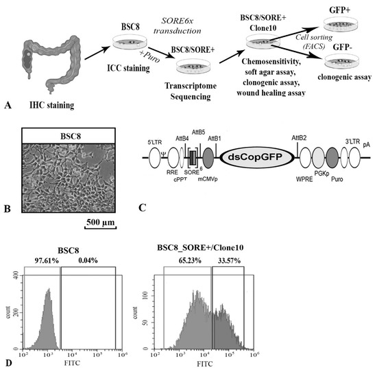 Isolation and Characterization of Human Colon Adenocarcinoma