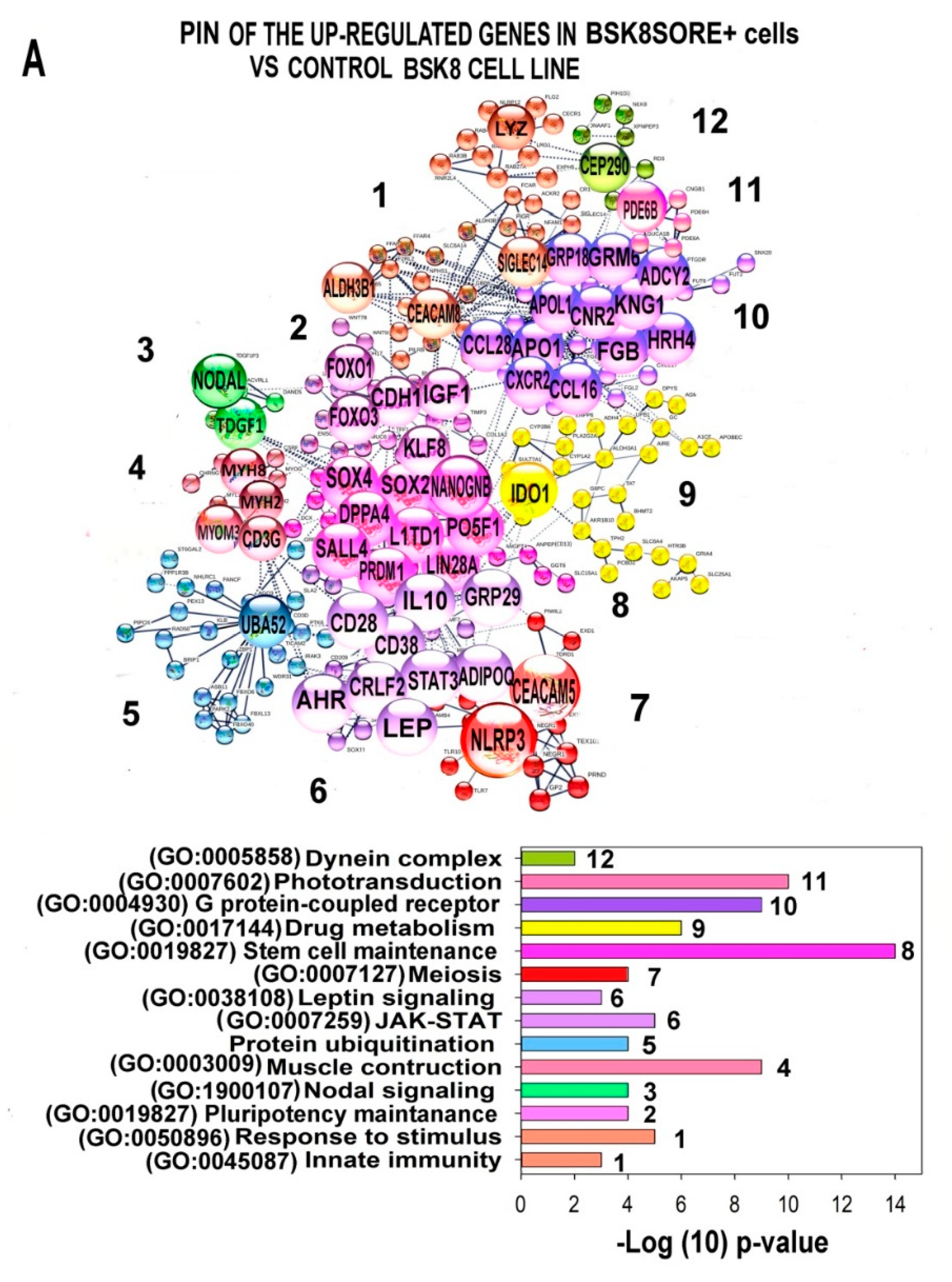 Ijms 22 04682 g007a Ijms 22 04682 g007a