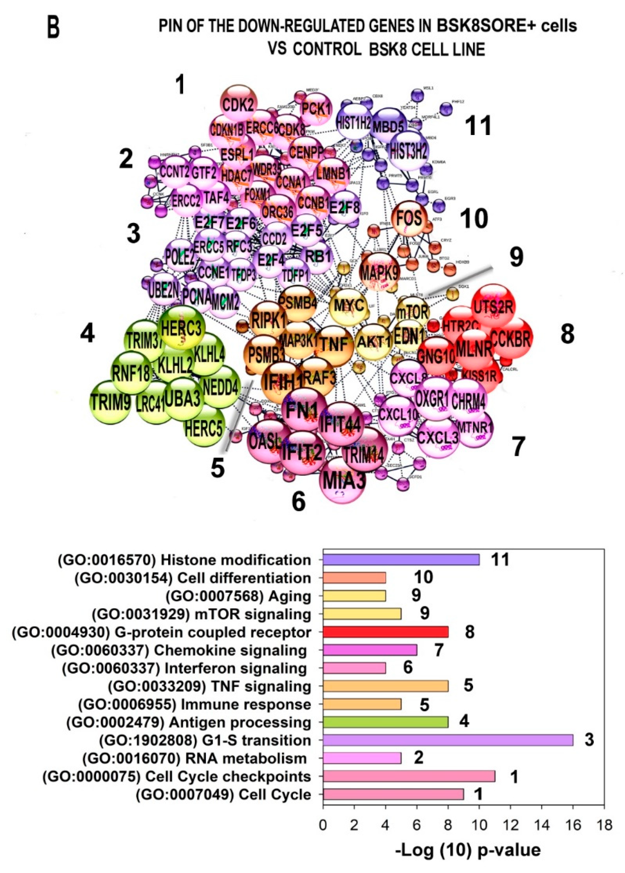 Ijms 22 04682 g007b Ijms 22 04682 g007b