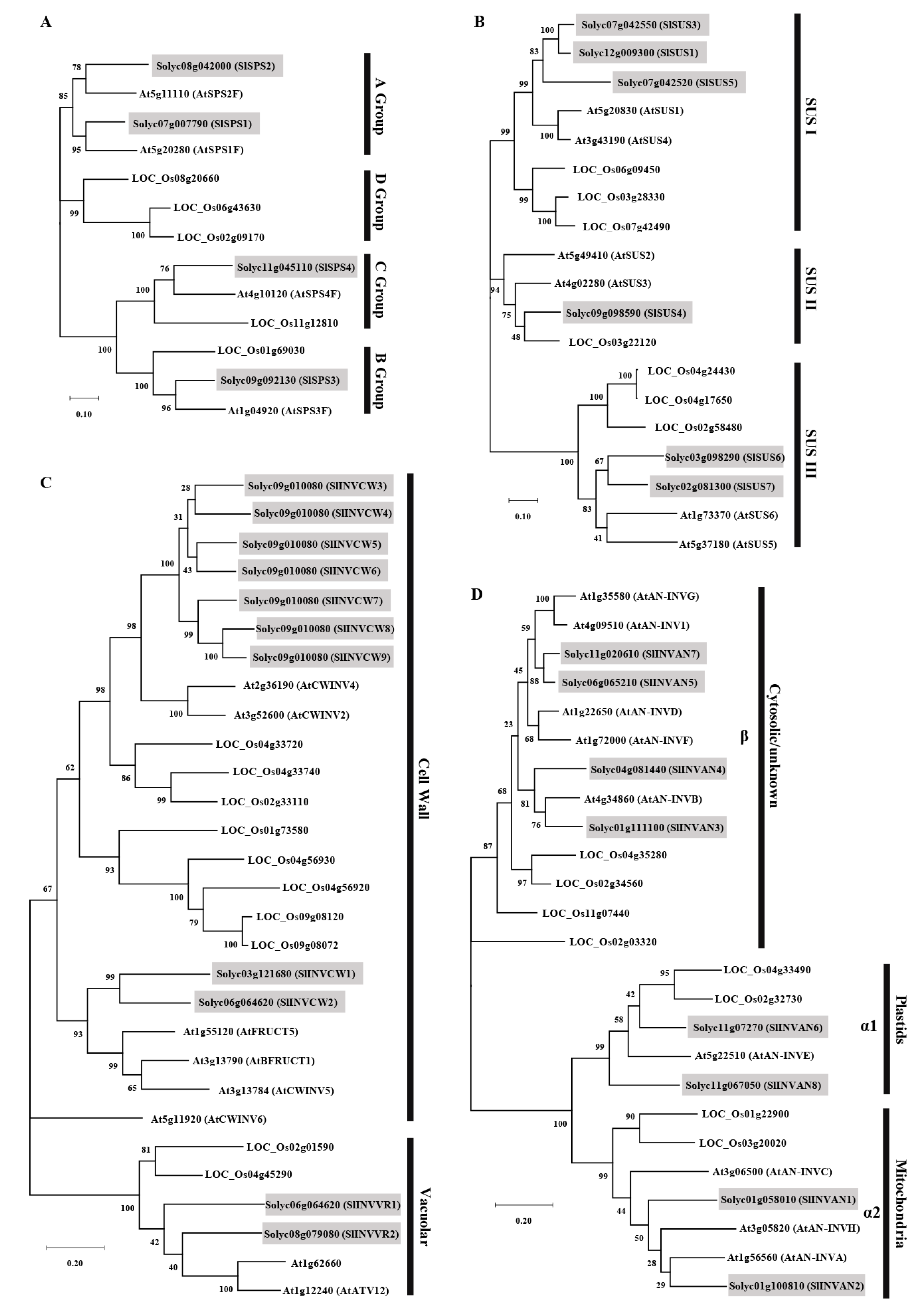Ijms Free Full Text Structure And Expression Analysis Of Sucrose Phosphate Synthase Sucrose Synthase And Invertase Gene Families In Solanum Lycopersicum Html Ijms Free Full Text Structure And Expression Analysis Of Sucrose Phosphate Synthase Sucrose Synthase And Invertase Gene Families In Solanum Lycopersicum Html