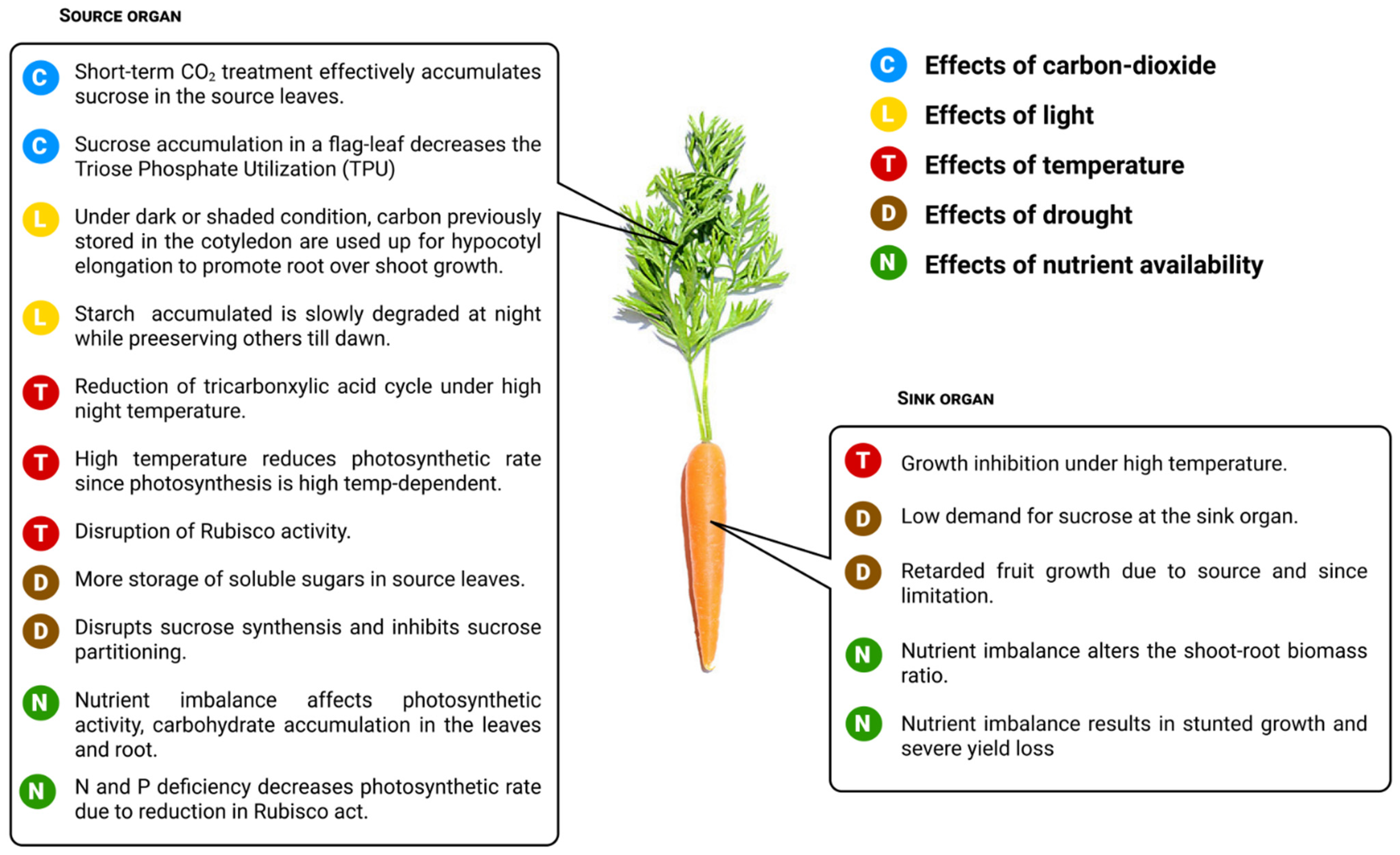 Ijms Free Full Text Sucrose Utilization For Improved Crop Yields A Review Article Html Ijms Free Full Text Sucrose Utilization For Improved Crop Yields A Review Article Html