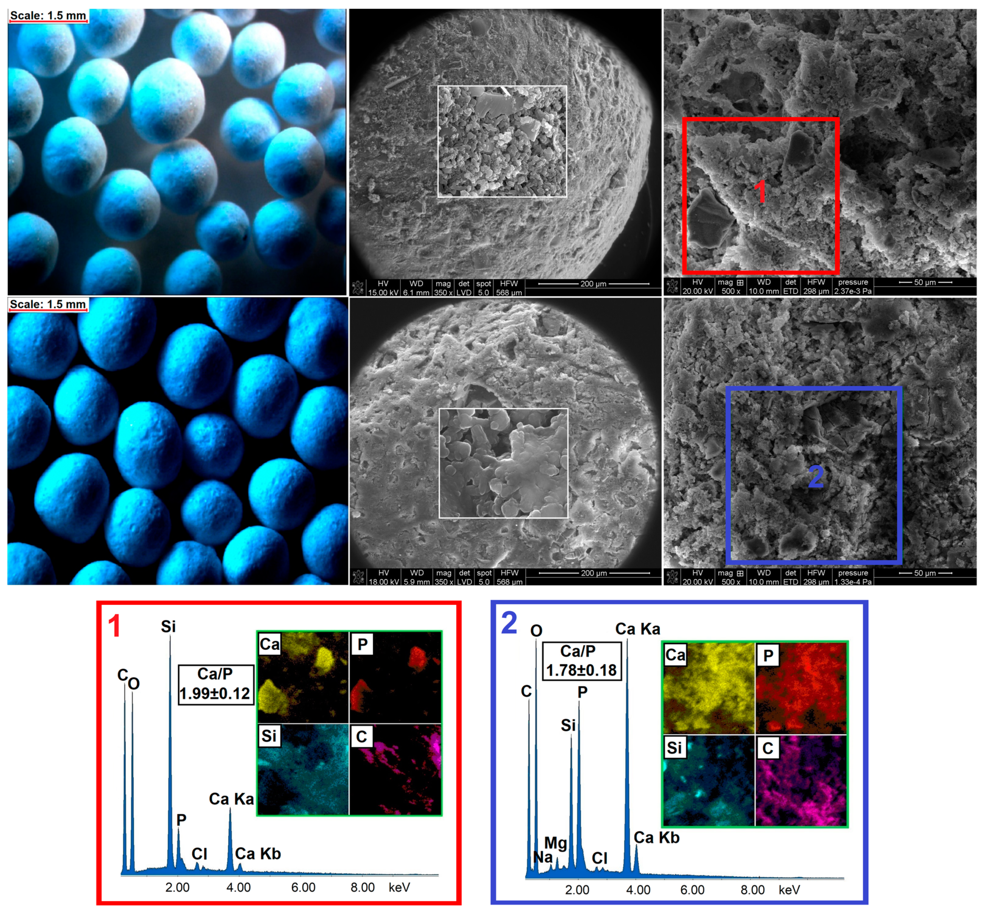 Ijms 22 04708 g007 Ijms 22 04708 g007