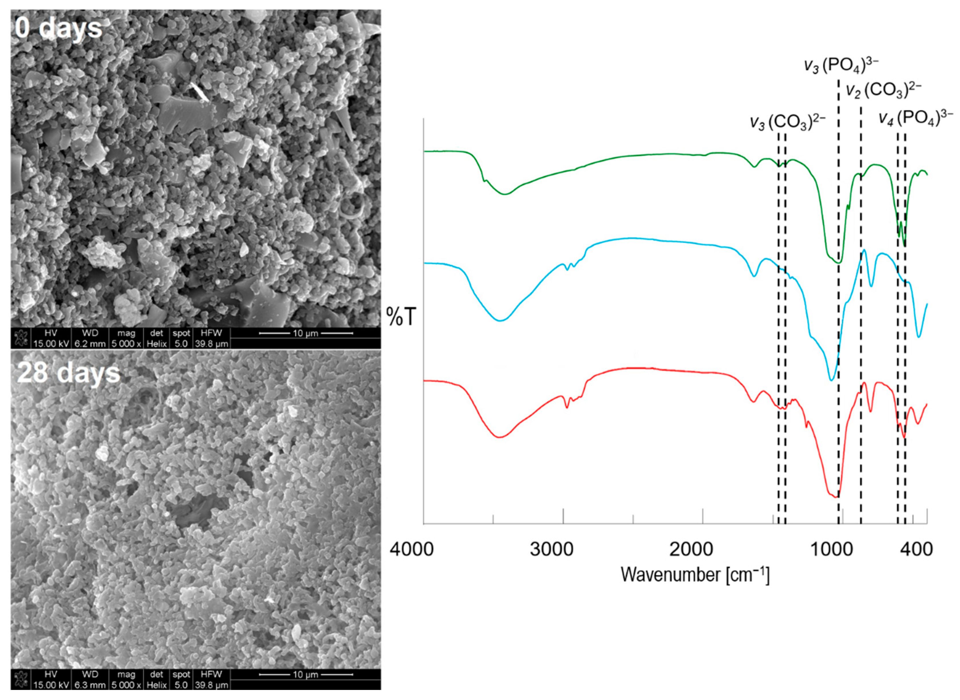 Ijms 22 04708 g008 Ijms 22 04708 g008