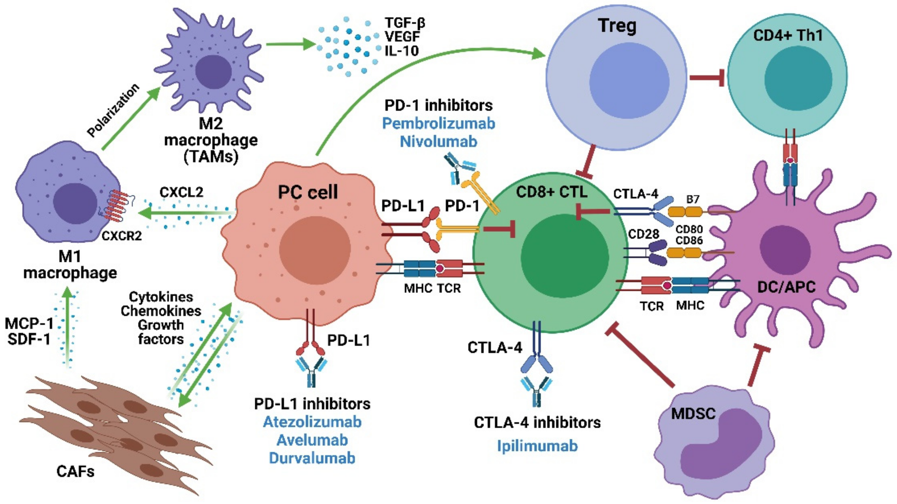 Ijms Free Full Text Immune Checkpoint Inhibitors A Promising Treatment Option For Metastatic Castration Resistant Prostate Cancer Html Ijms Free Full Text Immune Checkpoint Inhibitors A Promising Treatment Option For Metastatic Castration Resistant Prostate Cancer Html