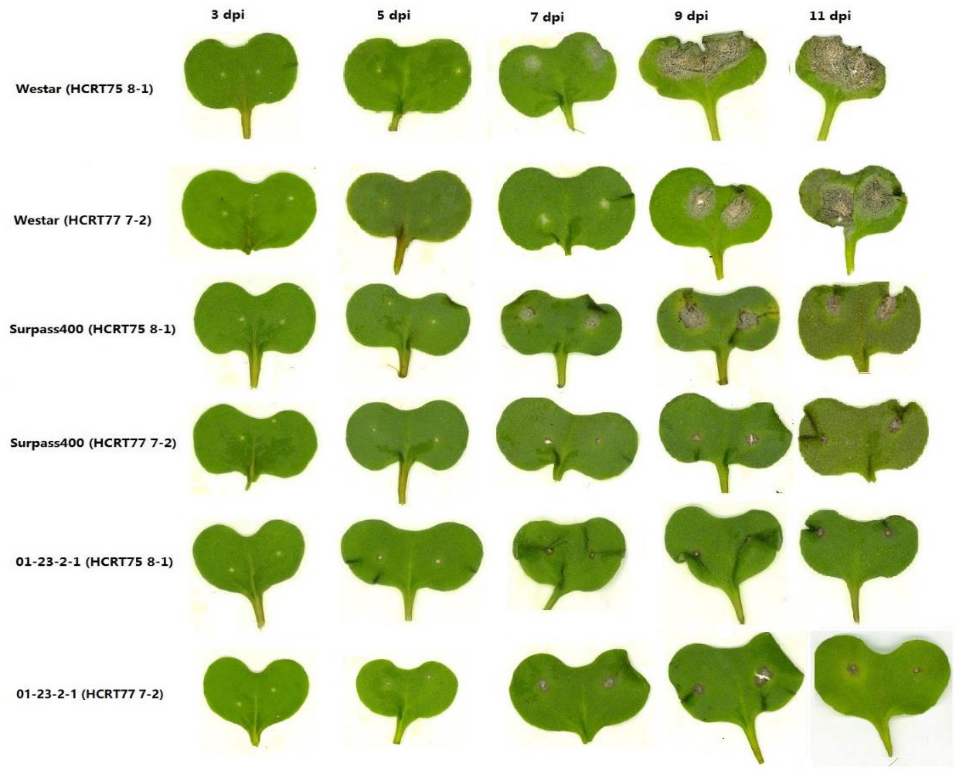 Ijms 22 04714 g001 Ijms 22 04714 g001