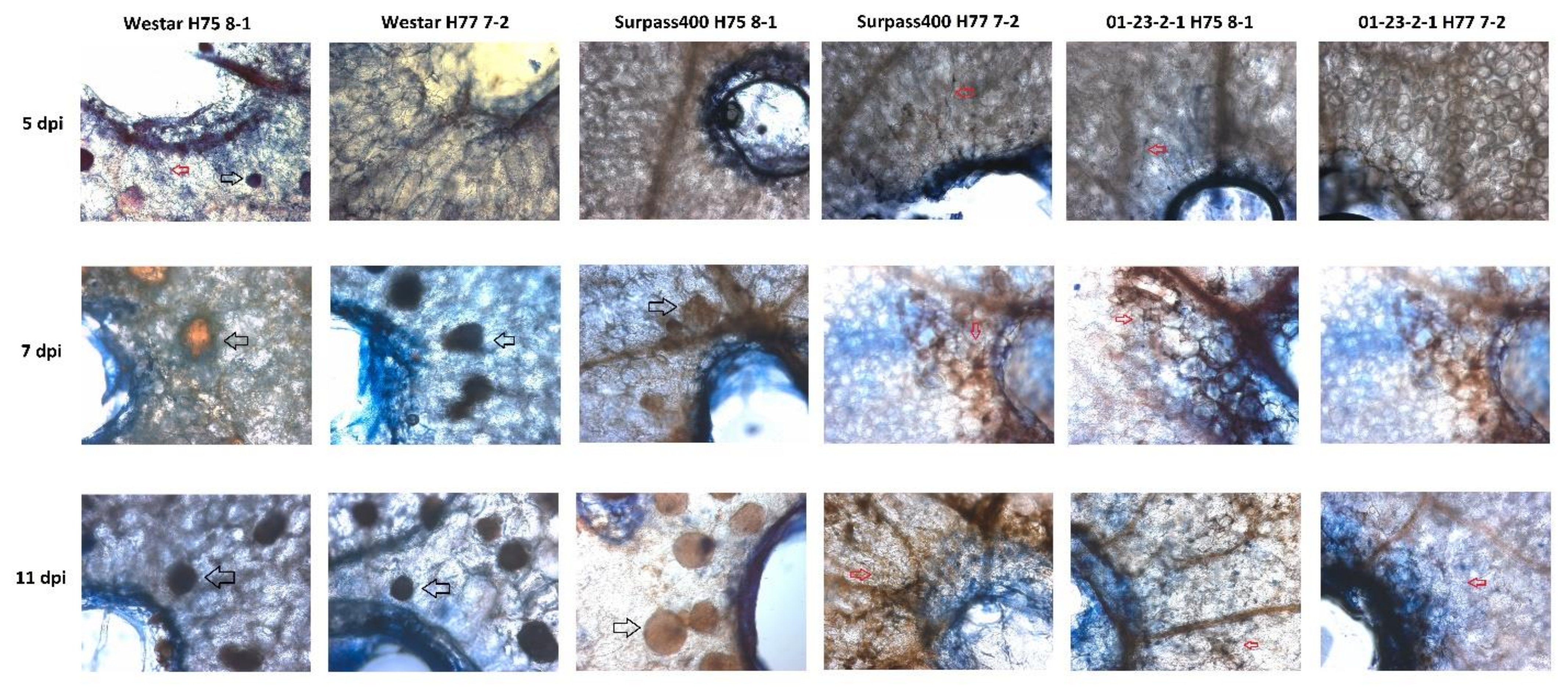 Ijms 22 04714 g003 Ijms 22 04714 g003