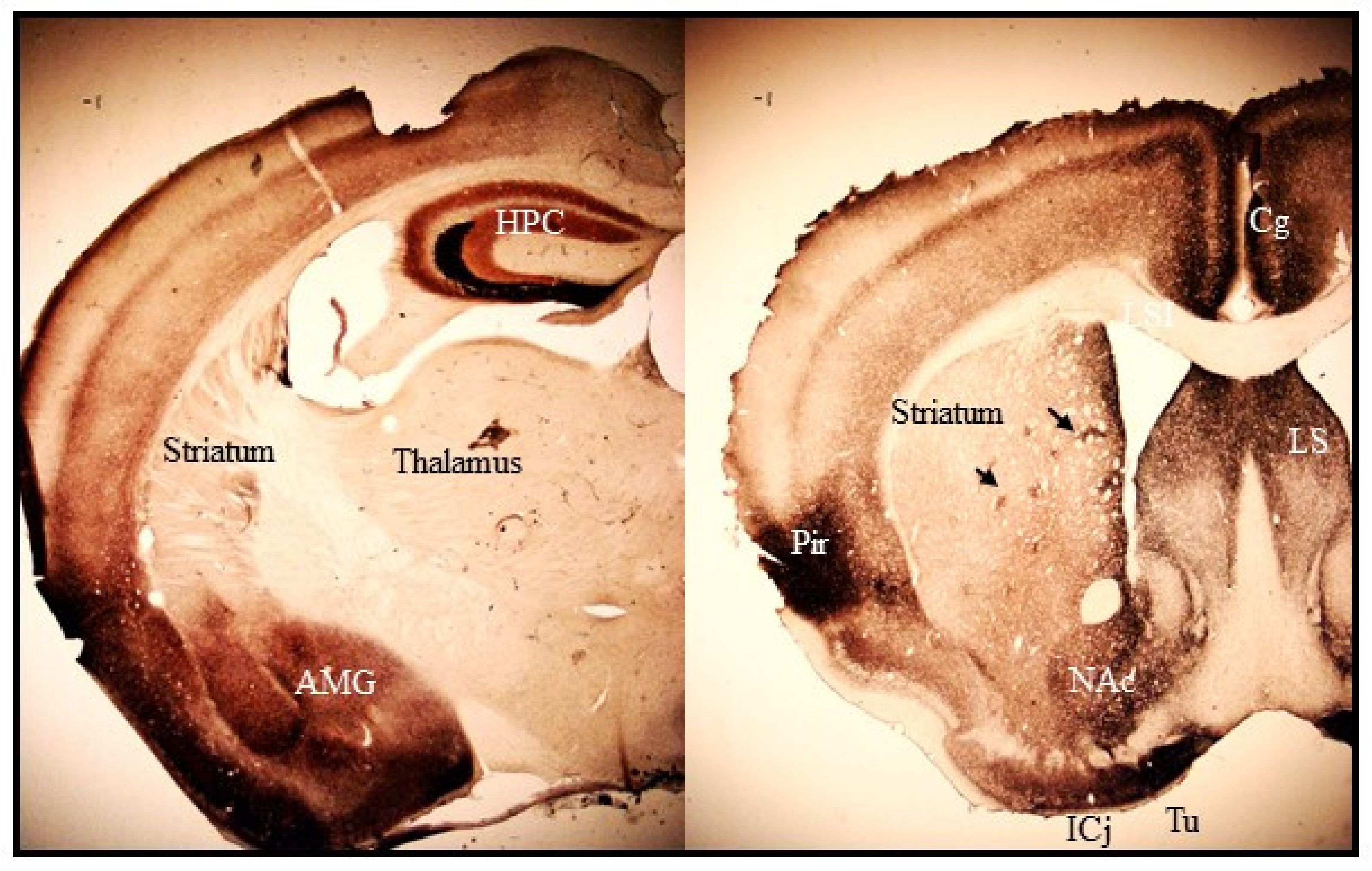 Ijms 22 04724 g001 Ijms 22 04724 g001