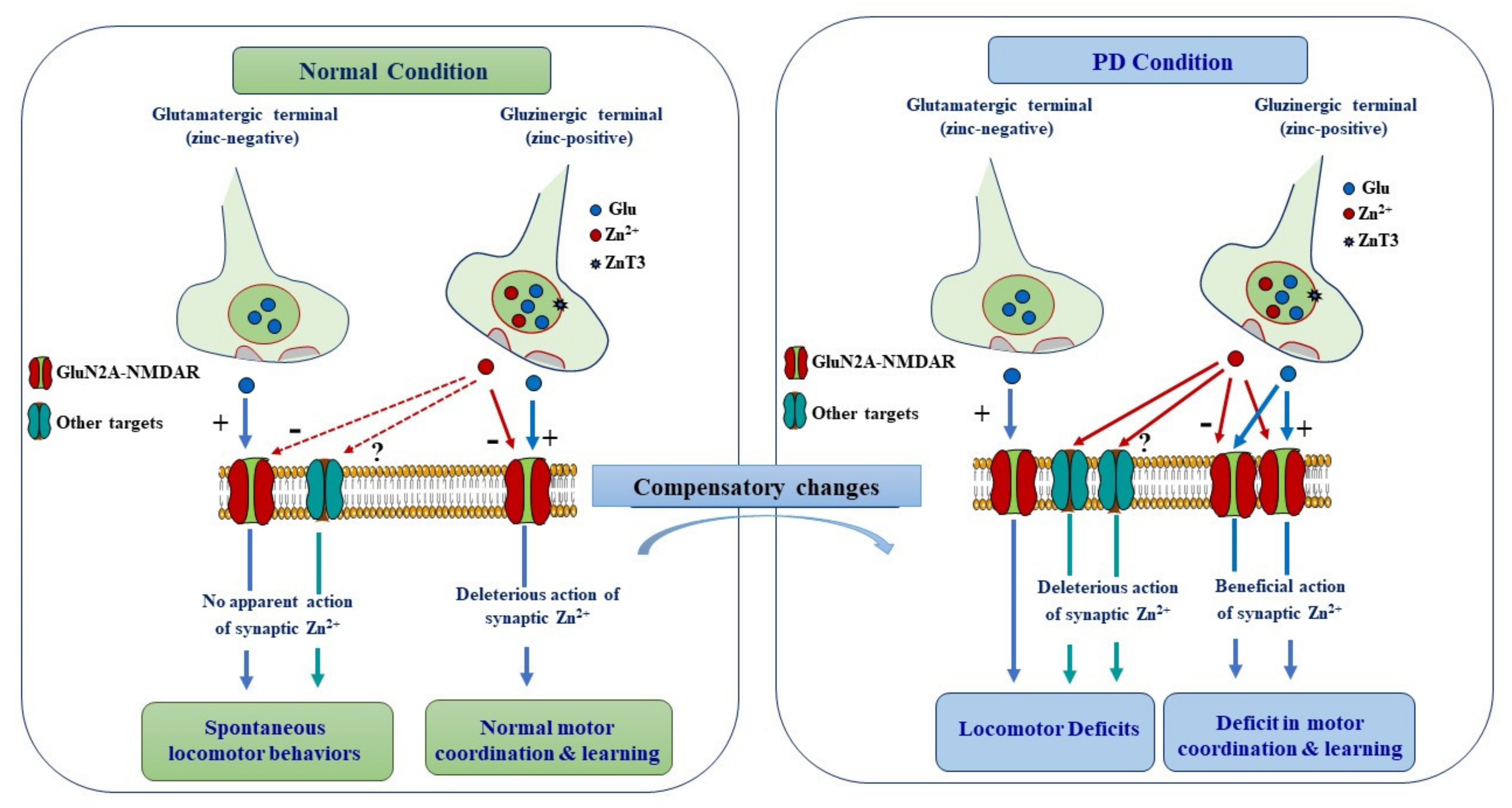 Ijms 22 04724 g006 Ijms 22 04724 g006