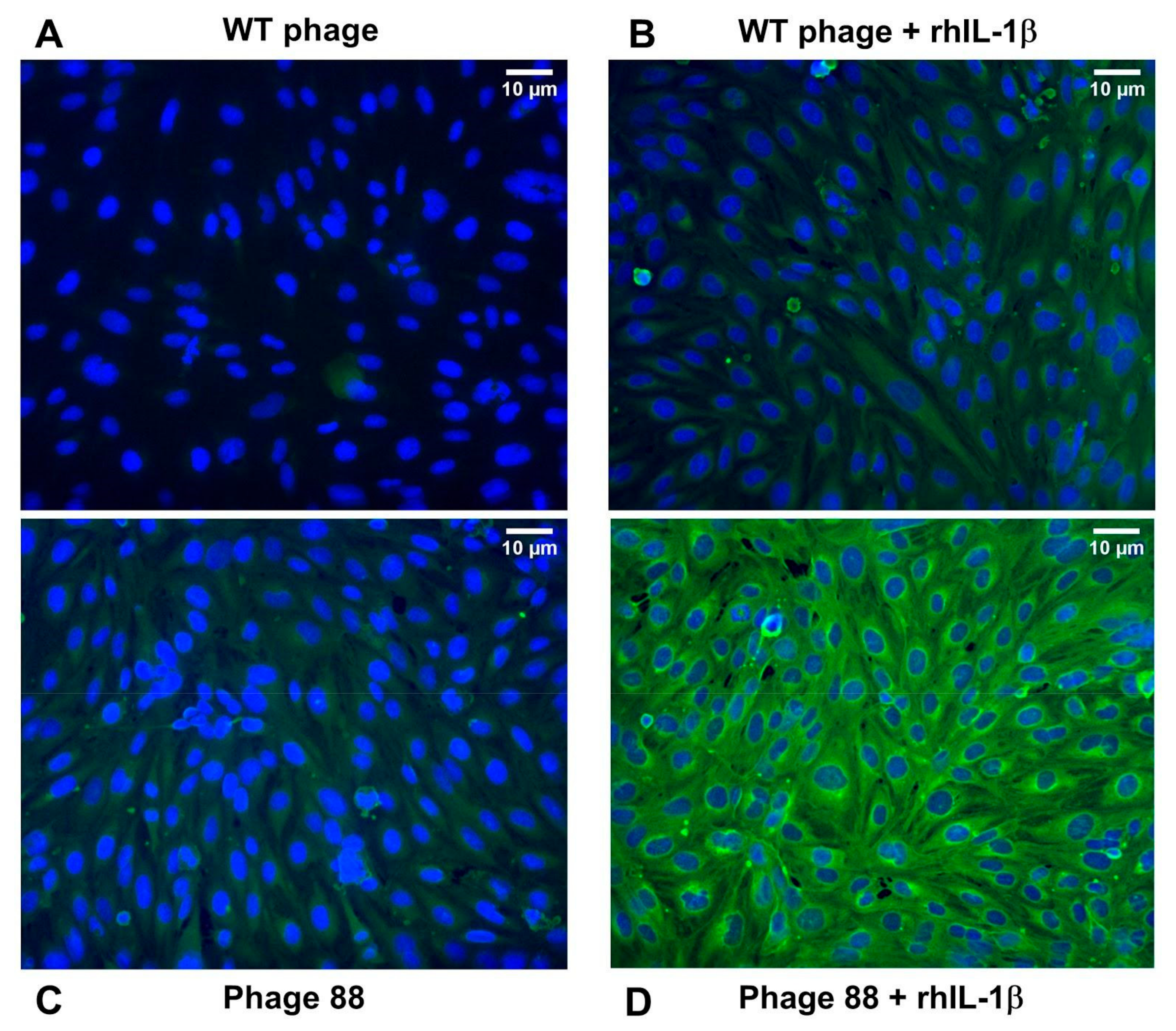 Ijms 22 04725 g001 Ijms 22 04725 g001
