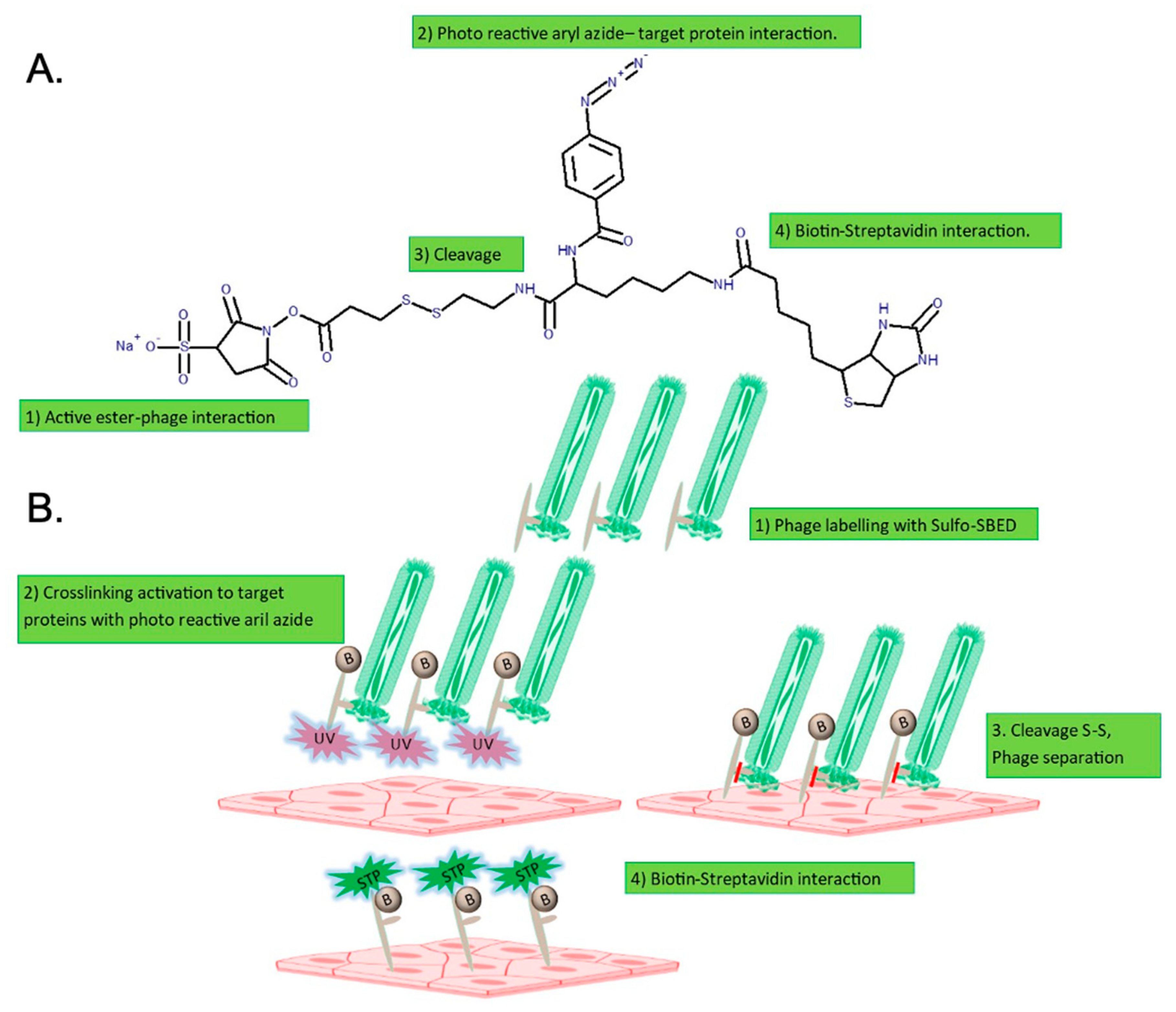 Ijms 22 04725 g006 Ijms 22 04725 g006