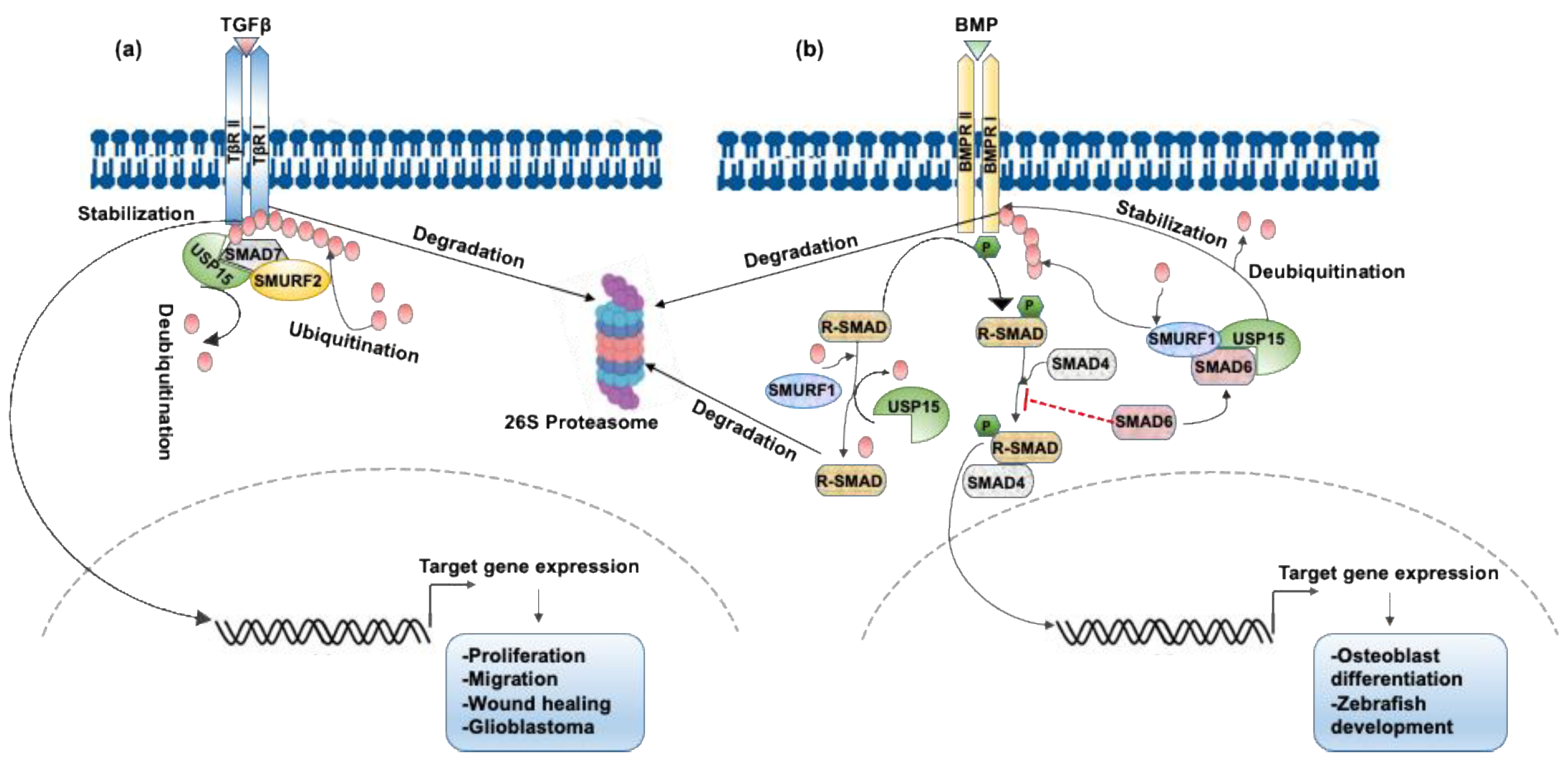 Ijms 22 04728 g001 Ijms 22 04728 g001