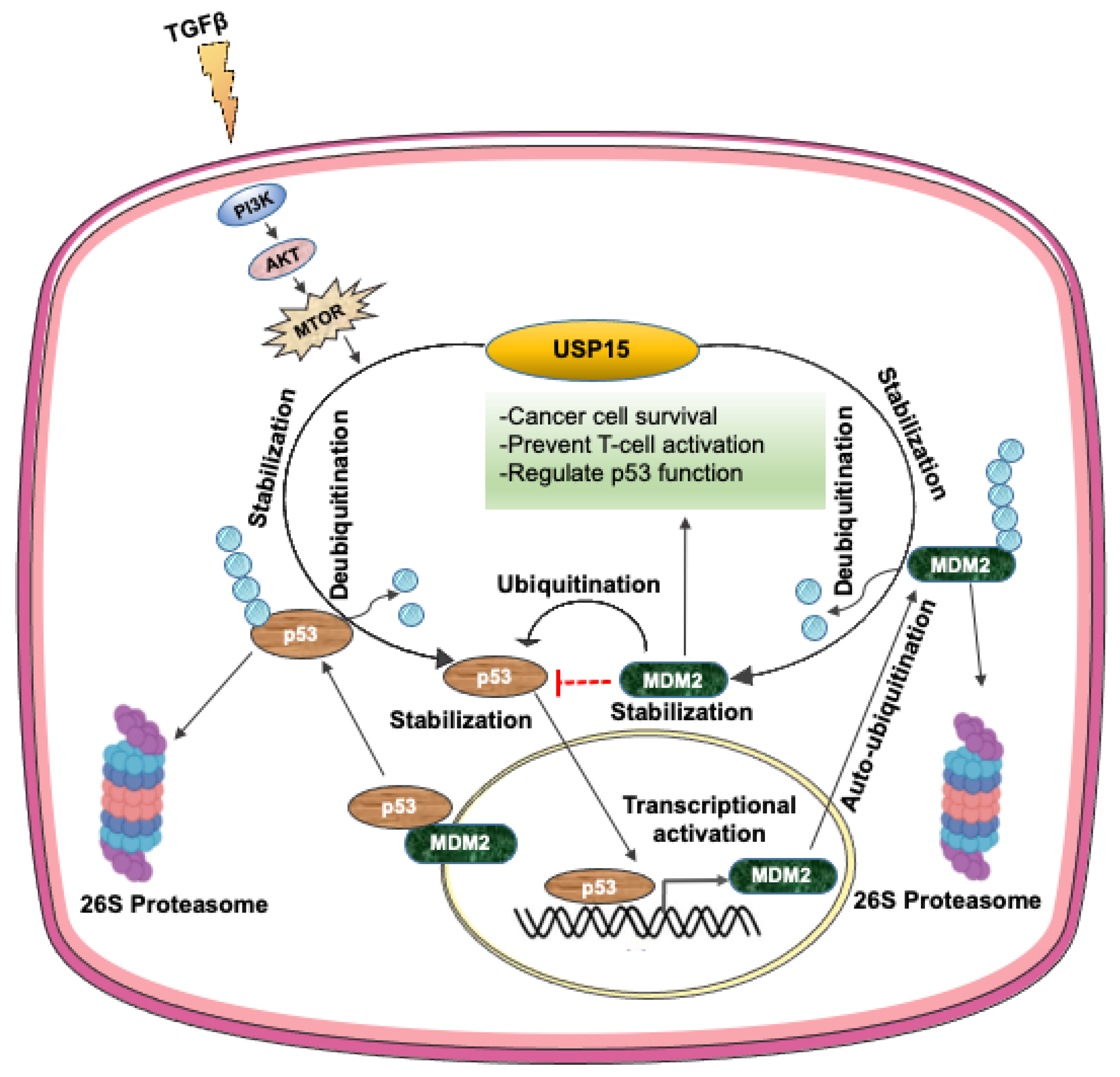 Ijms 22 04728 g003 Ijms 22 04728 g003