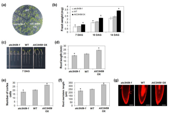 Non-TZF Protein AtC3H59/ZFWD3 Is Involved in Seed Germination