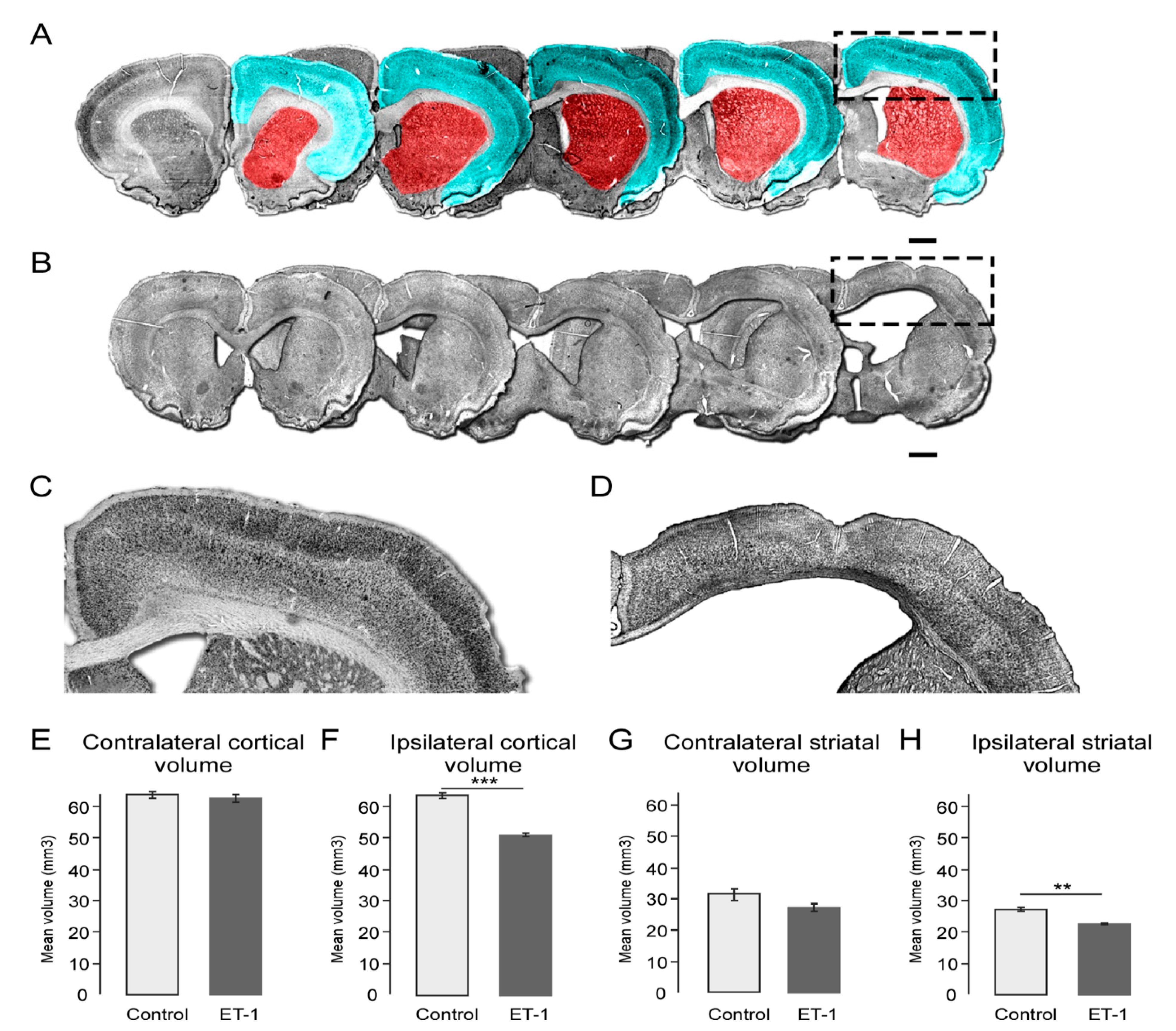 Ijms 22 04740 g002 Ijms 22 04740 g002