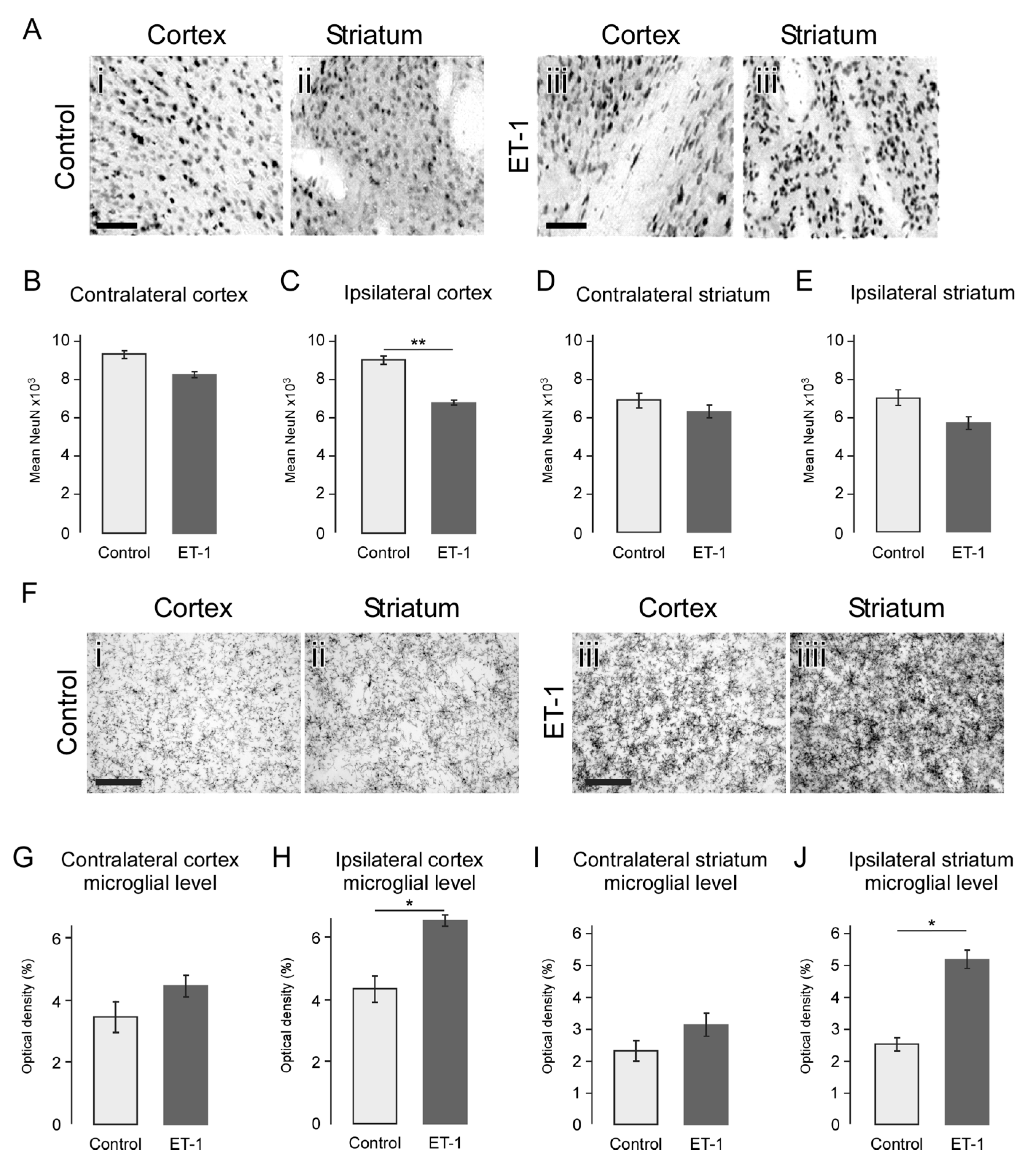 Ijms 22 04740 g004 Ijms 22 04740 g004
