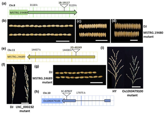Genome-Wide Analysis Identified a Set of Conserved lncRNAs
